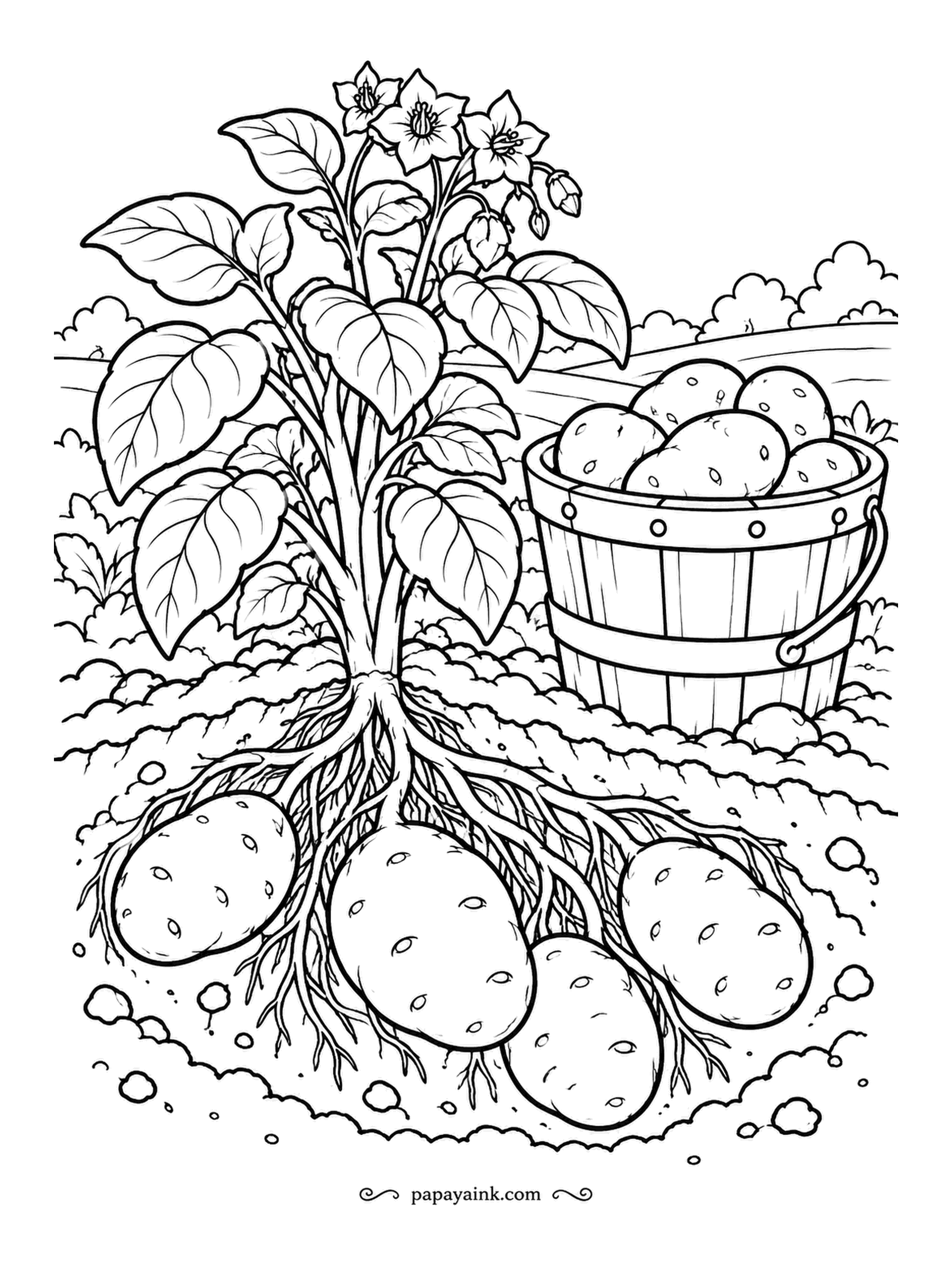 Farm Coloring Pages - Potato plant with the soil cut away beneath it so the tubers hang from the roots like a secret, a bucket of the washed ones on the ridge above. Flowers on top, brown underground, and the potatoes a sandy tan.