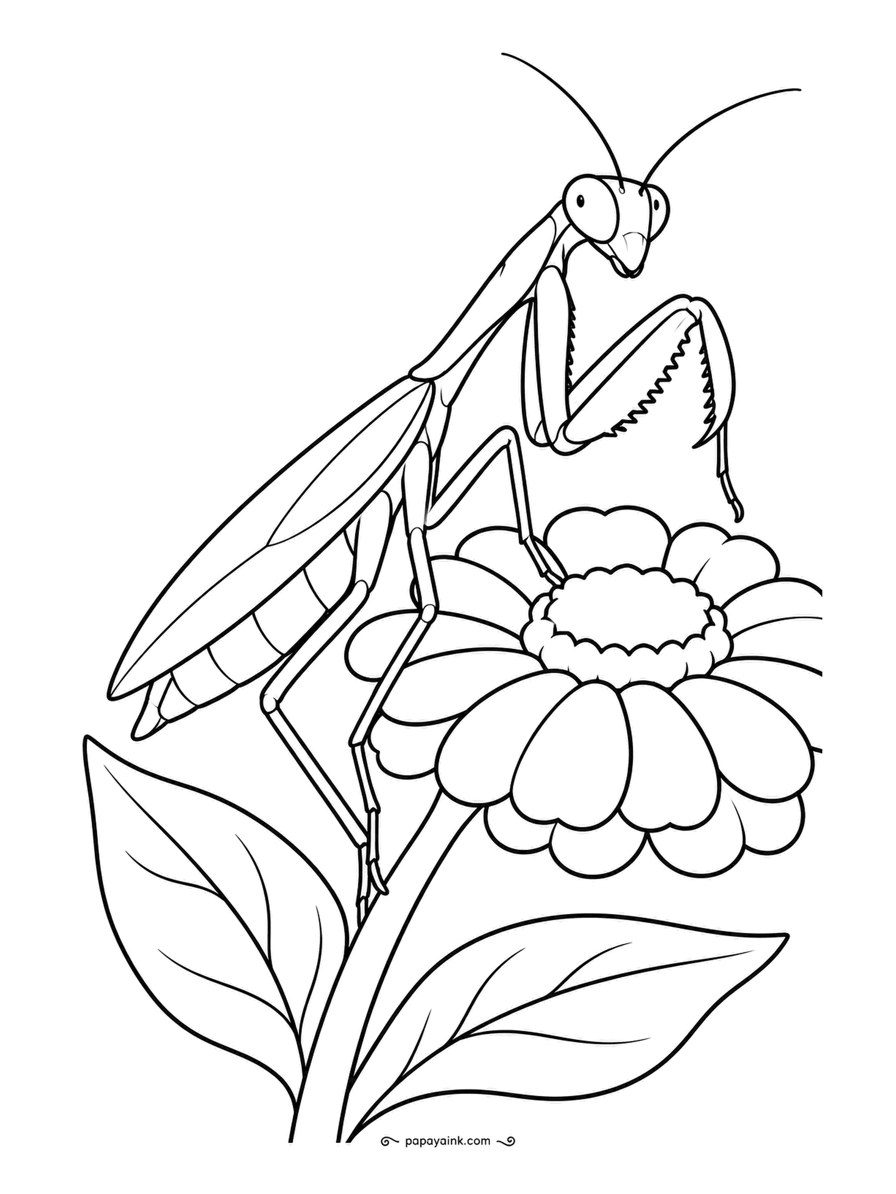 Garden Coloring Pages - Front legs folded, a praying mantis balances on a zinnia stem and turns its triangular head toward you. Mantises are leaf green all over, so the trick is contrast: a bright pink or scarlet zinnia makes the insect pop.