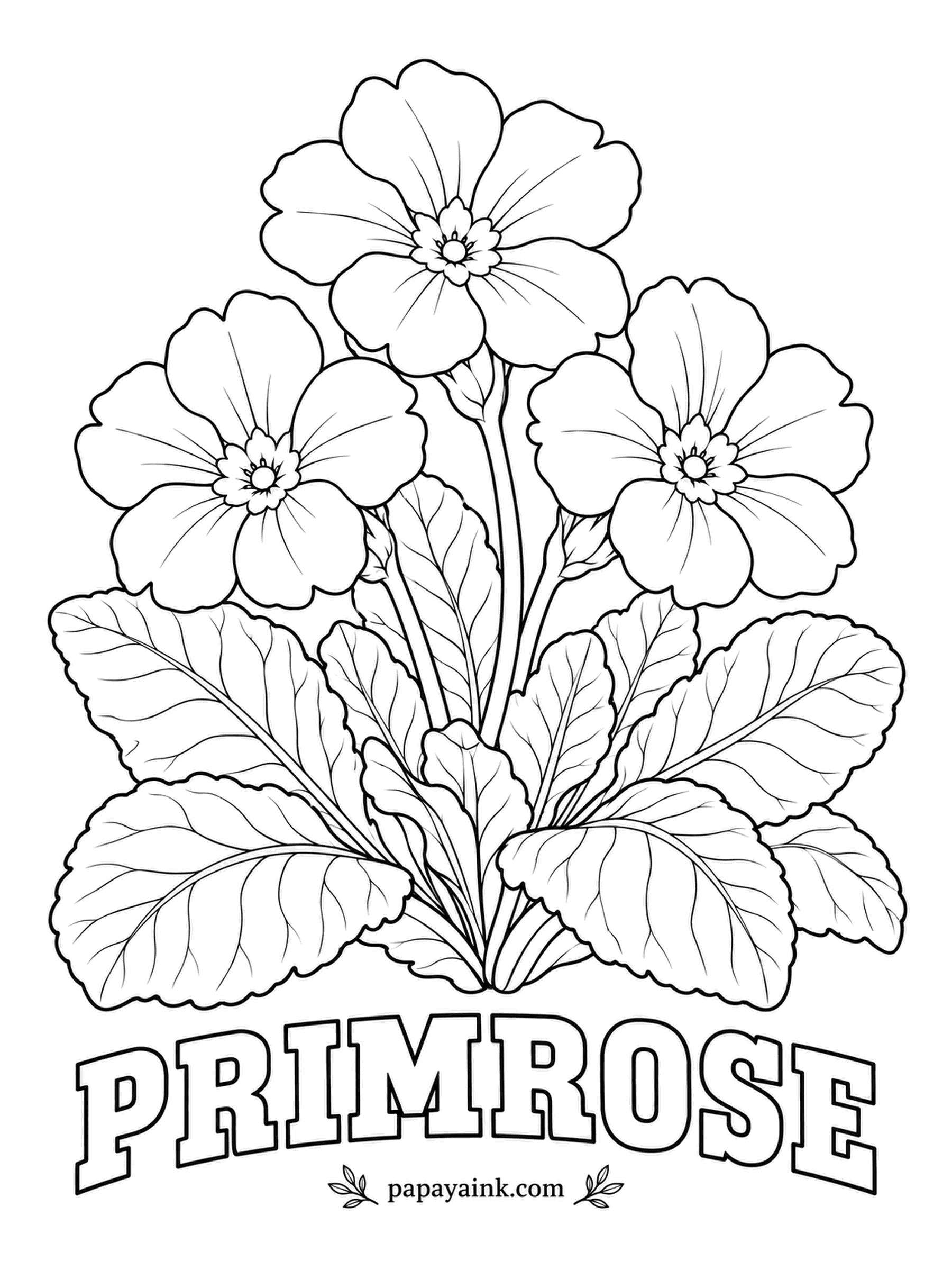Free Flower Coloring Pages - Charles Darwin spent years on primroses, puzzled by why some plants carry a pin-like stigma at the center and others a ring of stamens instead. Pale yellow with a deeper gold eye is the wild English primrose.