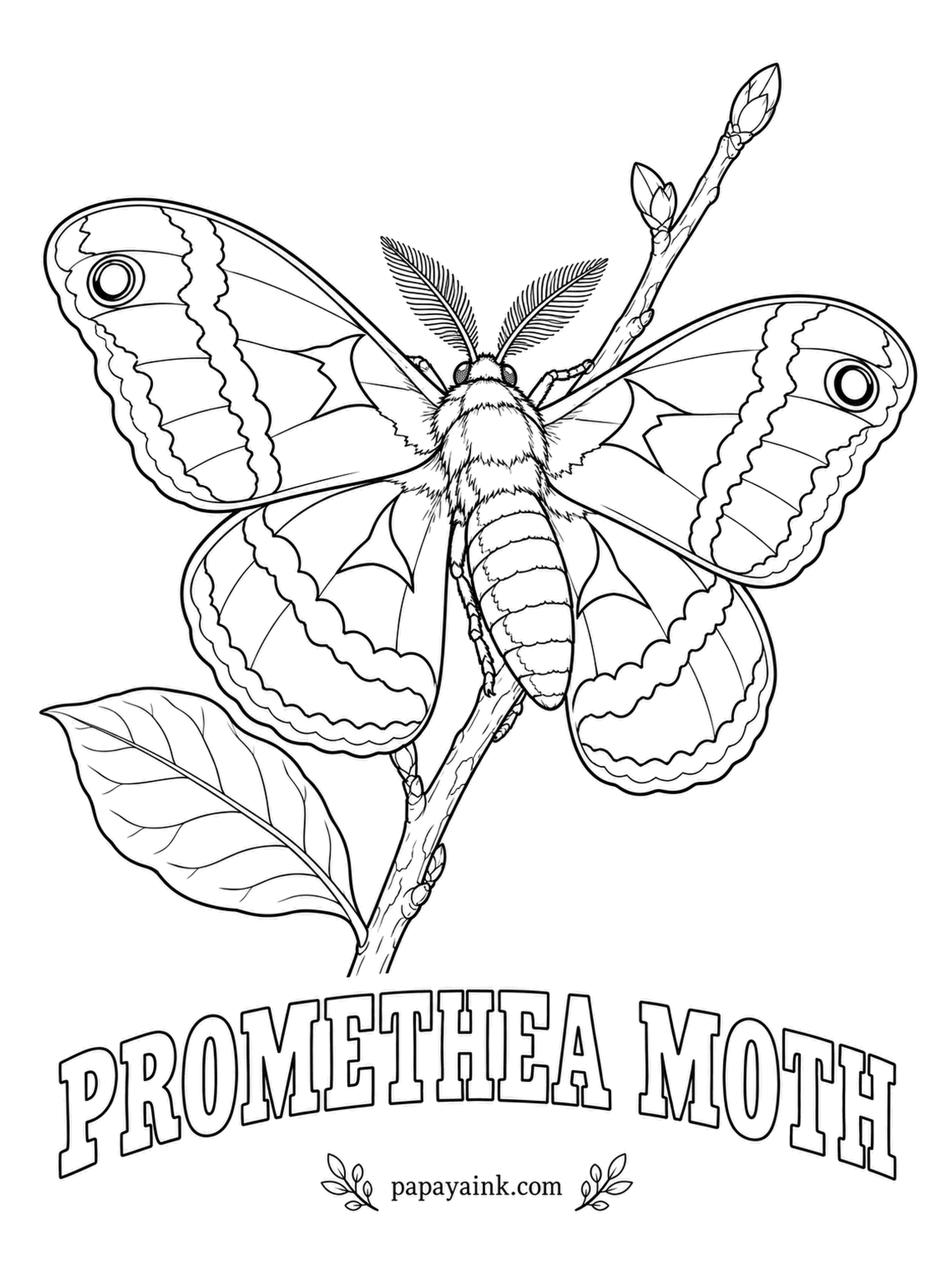 Butterfly and Moth Coloring Pages - The cocoon hangs wrapped in a leaf on a bare branch all winter, swinging in the wind, and the moth comes out in early summer. Females are reddish brown with pale bands; males are so dark they look almost black.