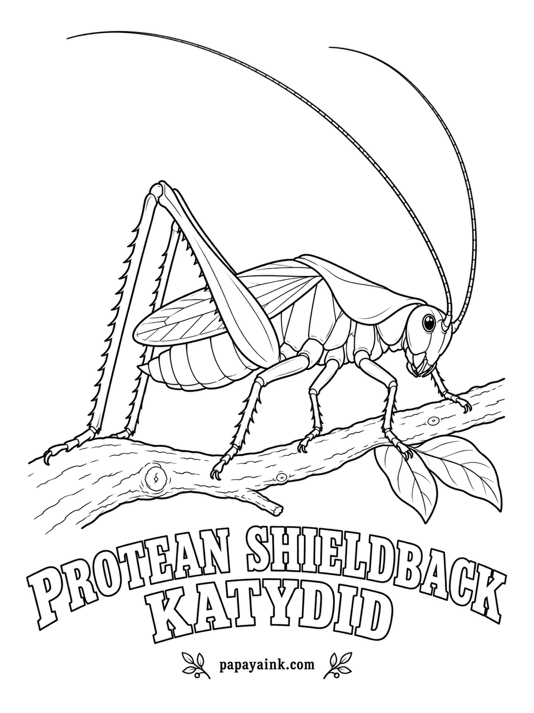 Insect Coloring Pages - Shieldback katydids wear a wide plate over the shoulders, like a shield buckled on. The protean shieldback lives in the leaf litter of eastern forests and does not fly. Patchy brown, gray and rust; protean means changeable.