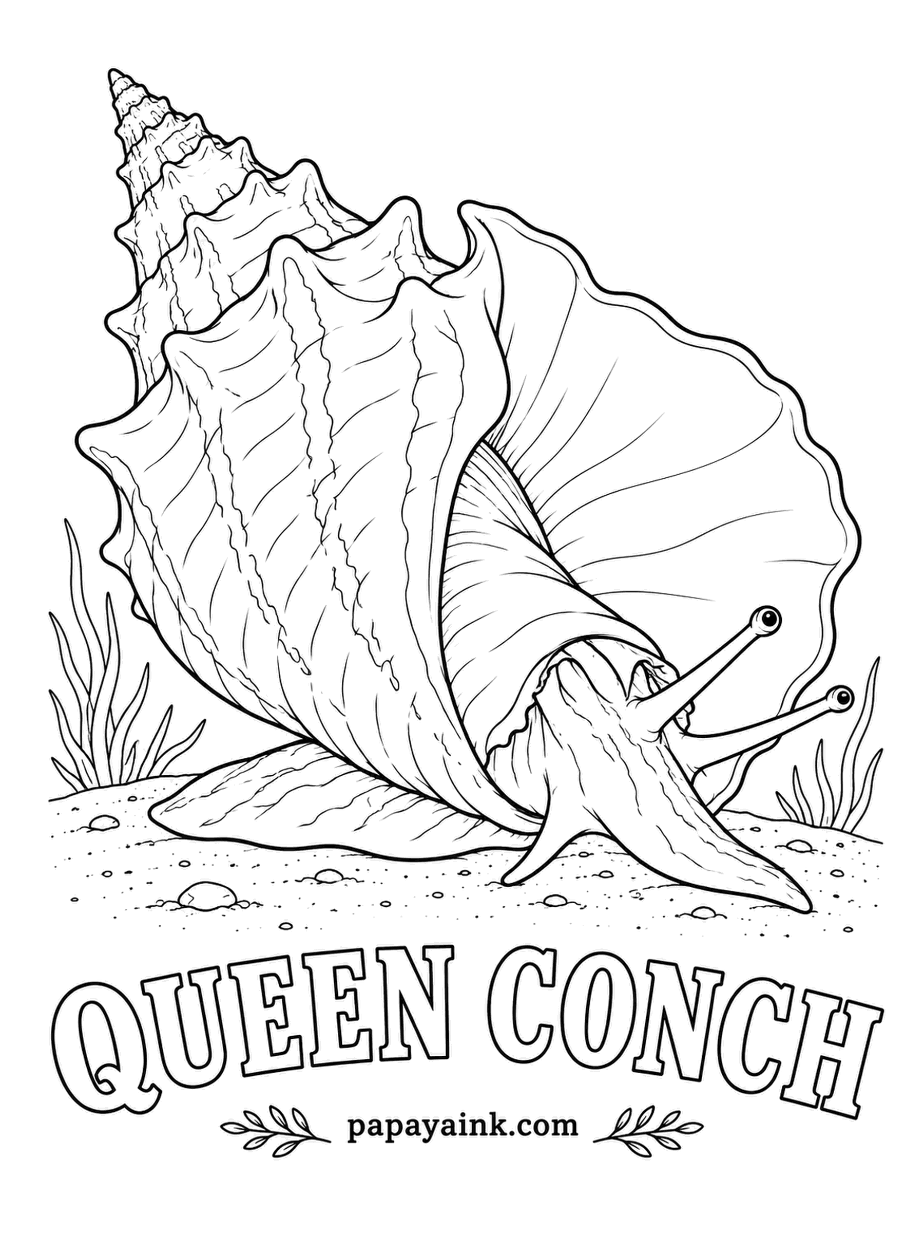 Sea Creature Coloring Pages - Peering out on long stalks, those eyes belong to a sea snail that gets around by hopping, pushing off with a hard, curved hook. A grown shell flares into a lip of glossy pink that collectors love. Sandy tan outside, salmon in the opening.