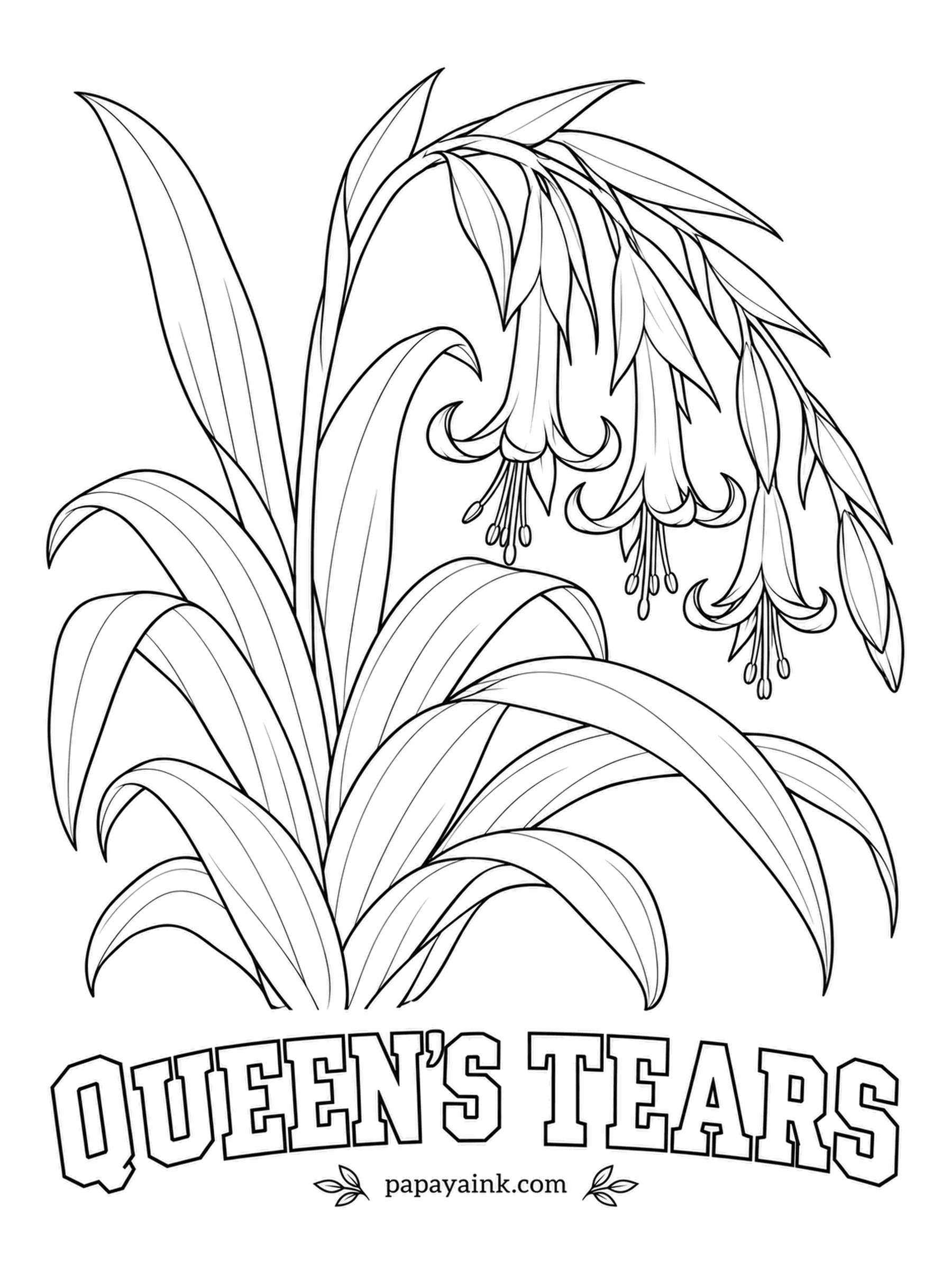 Realistic Flower Coloring Pages - Pink bracts and green bells edged in blue weigh down the arching stems, and drops of nectar gather at the tips, which gave the plant its name. Queen's tears is a bromeliad from South America, easy to grow on a windowsill. Pink, green and violet.