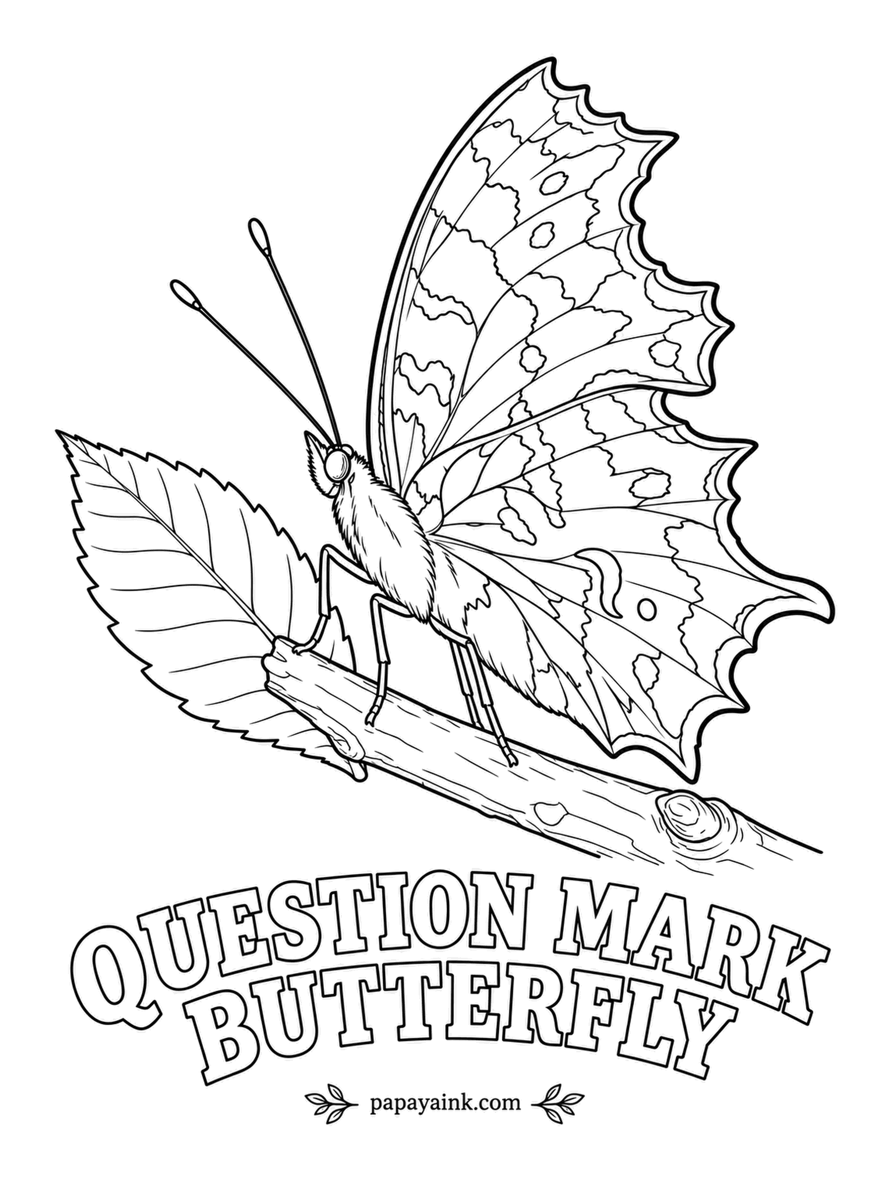 Butterfly and Moth Coloring Pages - Wings closed, it vanishes against bark - the ragged edges imitate a torn leaf, and a small silver curl on the underside gives the species its name. Rusty brown with darker mottling, and a hint of lilac along the margins.
