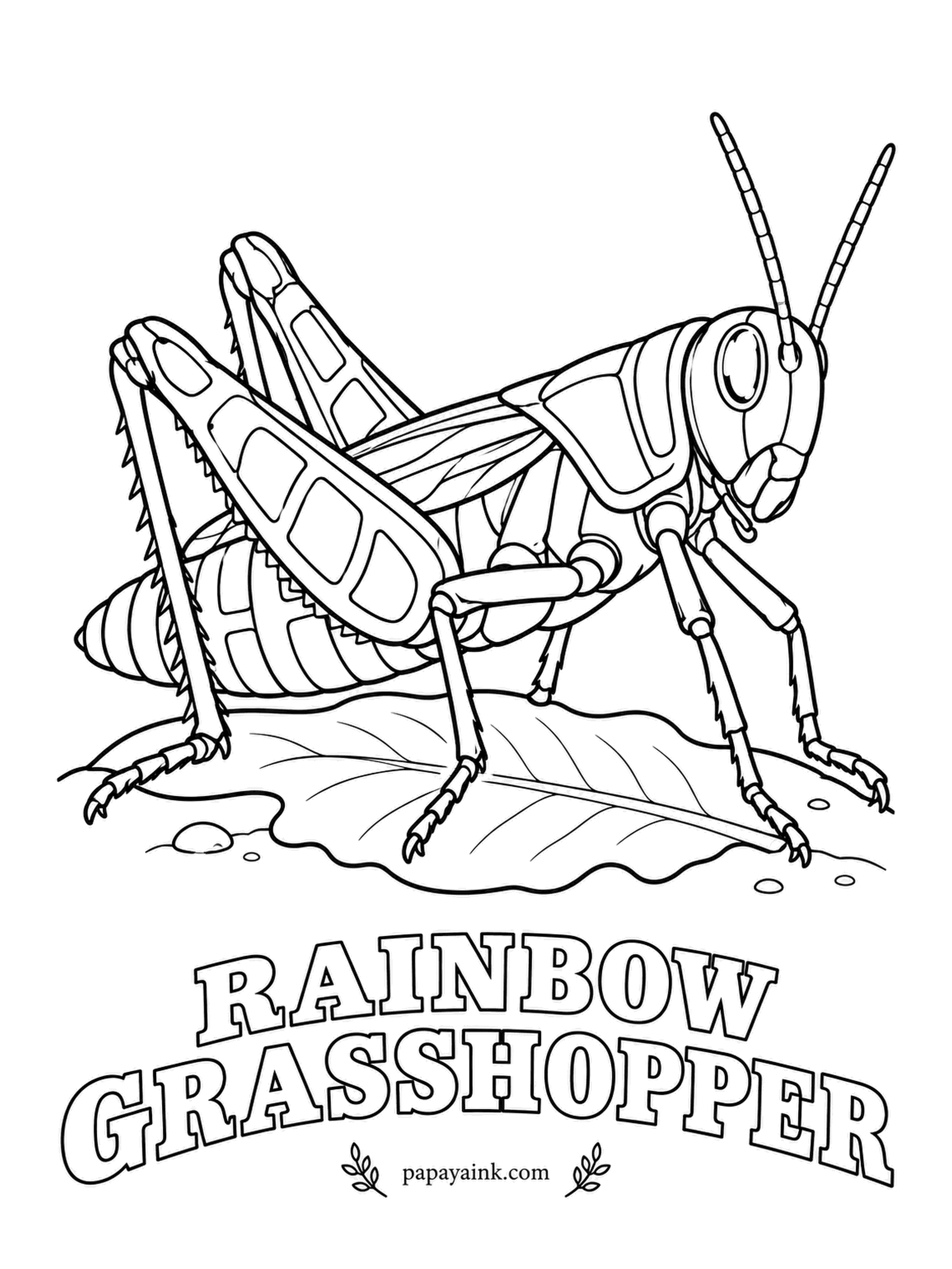 Insect Coloring Pages - Few insects dress this loudly. The rainbow grasshopper of the Great Plains and the Southwest wears red, yellow, black and blue at once, a warning to birds that it tastes bad. Fill the pale patches with yellow and red.