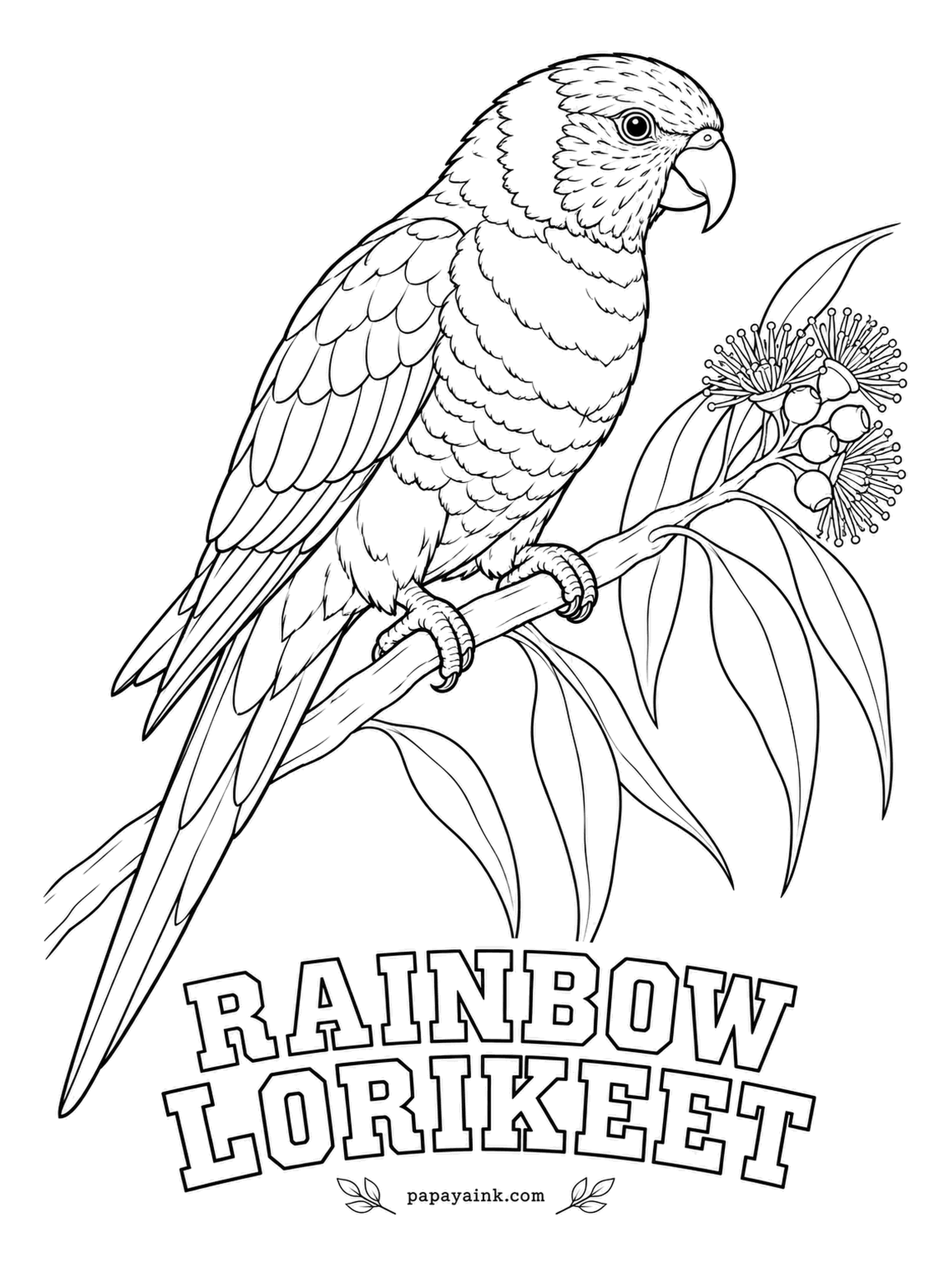 Printable Bird Coloring Pages - Its tongue ends in a tiny brush for mopping nectar and pollen out of blossoms. The Rainbow Lorikeet earns its name: a blue head, an orange-red breast barred dark, a green back and wings, a violet belly, an orange bill. Gum flowers in cream.