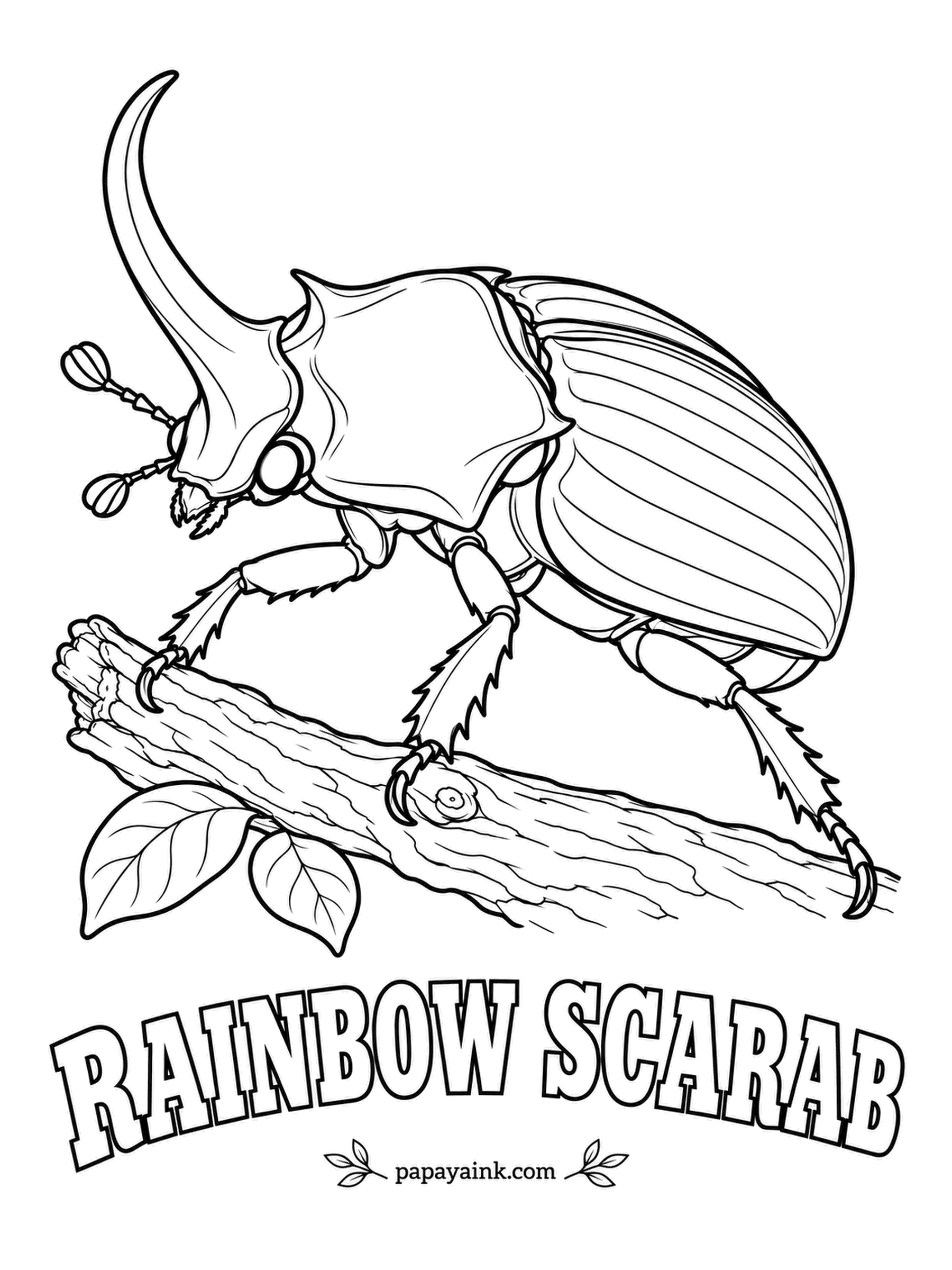 Beetle Coloring Pages - Dung beetles are not supposed to be this pretty. The rainbow scarab of the eastern United States flashes a coppery-red collar over a metallic green back, and the male tops it off with a single curved horn. Bring out the shiniest pencils in the box.