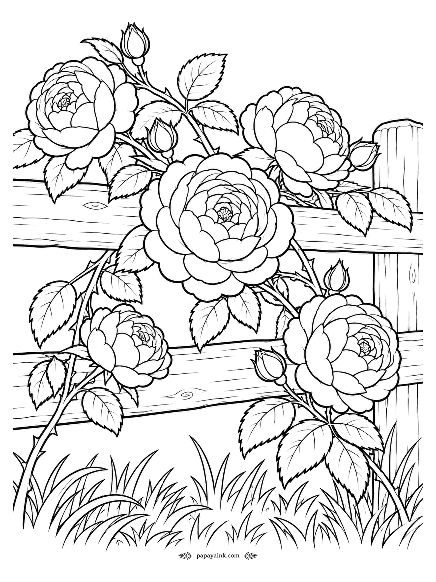 Rose Coloring Pages - Ramblers have long, pliable canes that drape over whatever they meet, and this one met a post-and-rail fence. Full, cupped flowers rest on both rails. Tall grass below - a good place to try three greens.