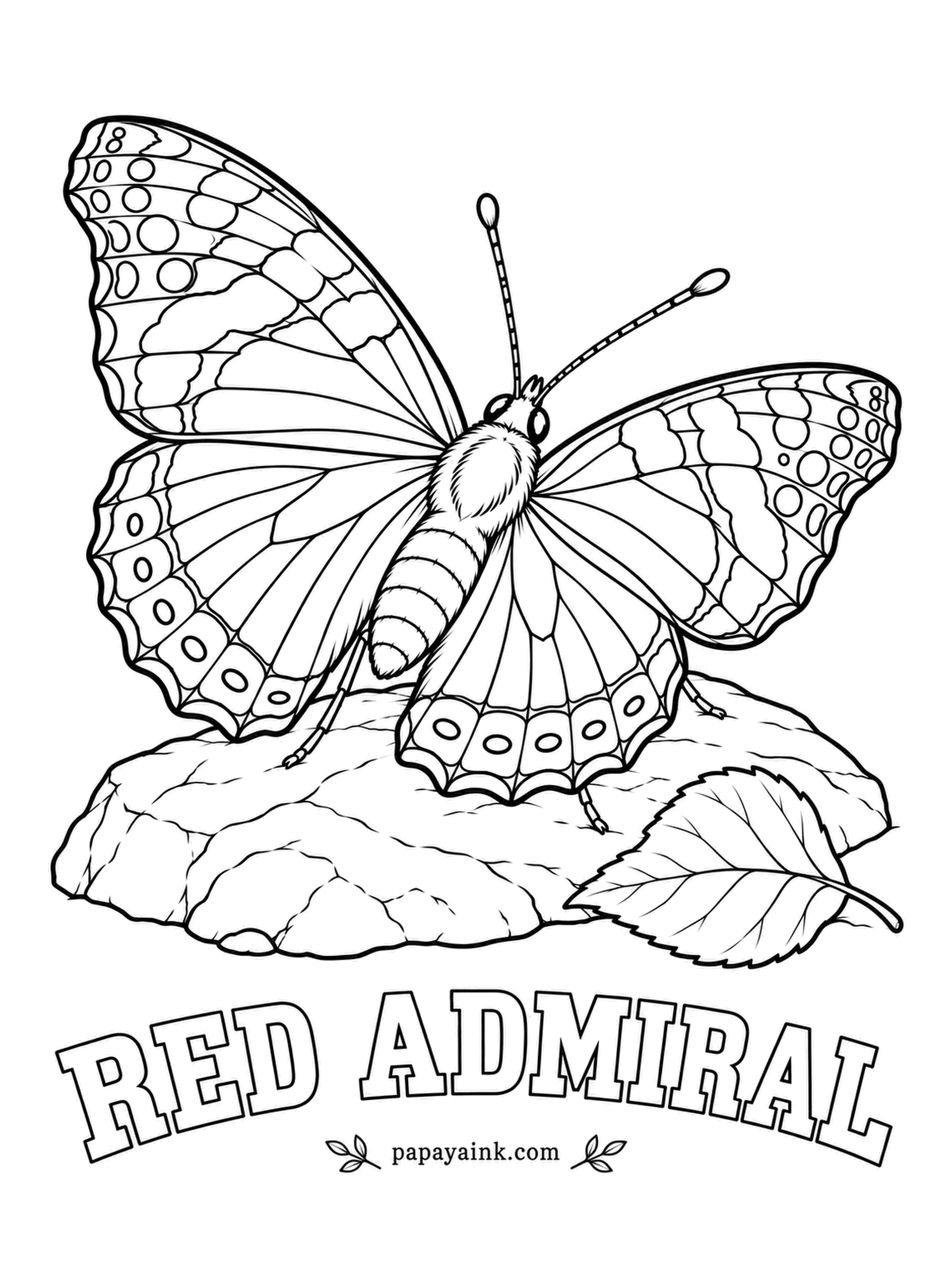 Butterfly and Moth Coloring Pages - Basking on a sun-warmed rock, which it does so readily that it will sometimes land on a person's sleeve. Velvet black wings cut by a bold red-orange band, with white spots near the tips.
