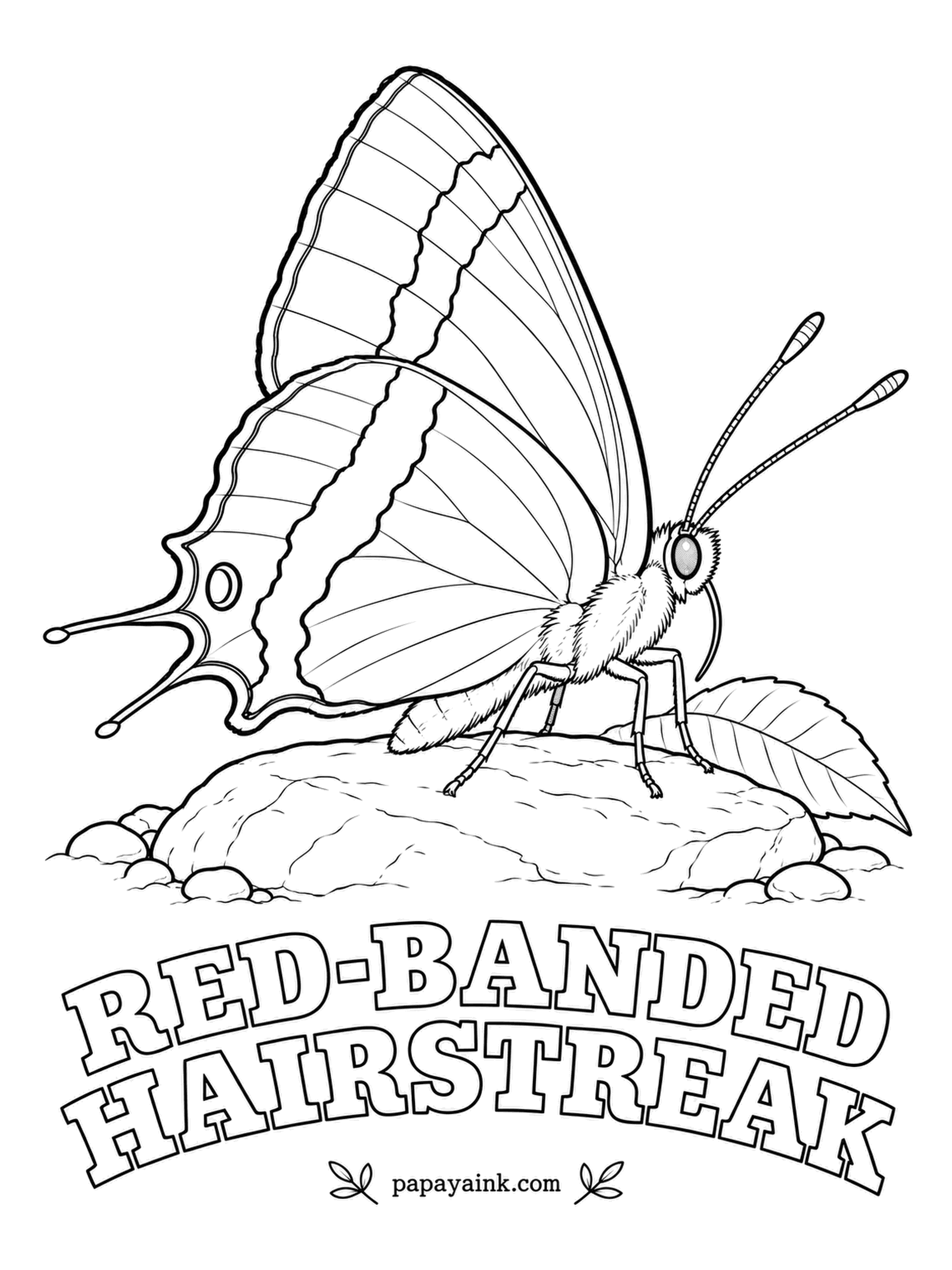 Butterfly and Moth Coloring Pages - One red-orange band edged in white crosses both wings, with a blue spot and hair-thin tails at the corner. Strange diet: the caterpillars eat dead sumac leaves on the ground, not green ones. Gray with a pinch of blue.