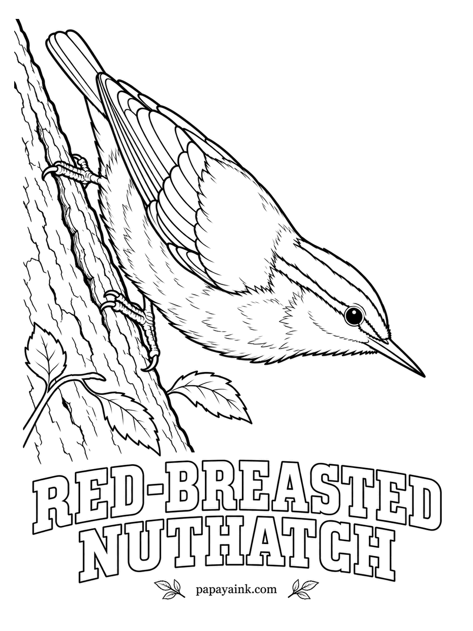 Realistic Bird Coloring Pages - Head first down the trunk is the normal direction for a nuthatch. This one smears sticky pine resin around its nest hole to keep intruders out, and its call sounds like a toy tin horn. Blue-gray back, black cap, rusty-cinnamon front.