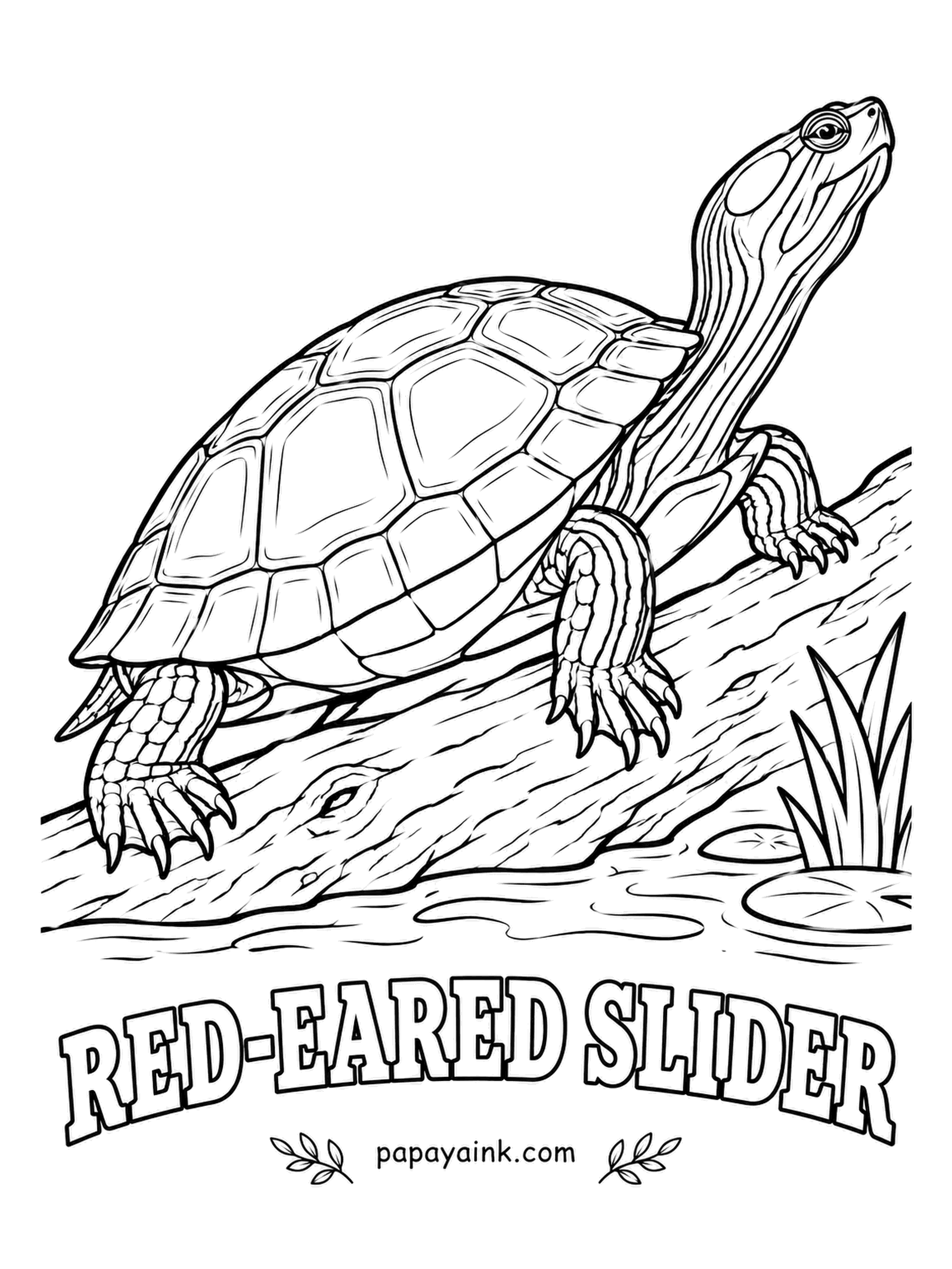 Reptile Coloring Pages - Named for two things: the red patch behind each eye and its habit of sliding off logs into the water the moment anyone gets close. Green shell and skin, yellow pinstripes on the head and legs, and that famous splash of red.