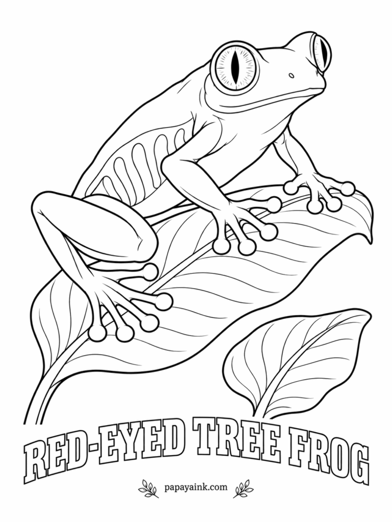 Amphibian Coloring Pages - The red-eyed tree frog is the star of every rainforest poster. By day it sleeps flat on a leaf, lids shut, so a bird sees only green; disturbed, it flashes that red stare and escapes. Leaf-green body, blue and cream flanks, orange feet.