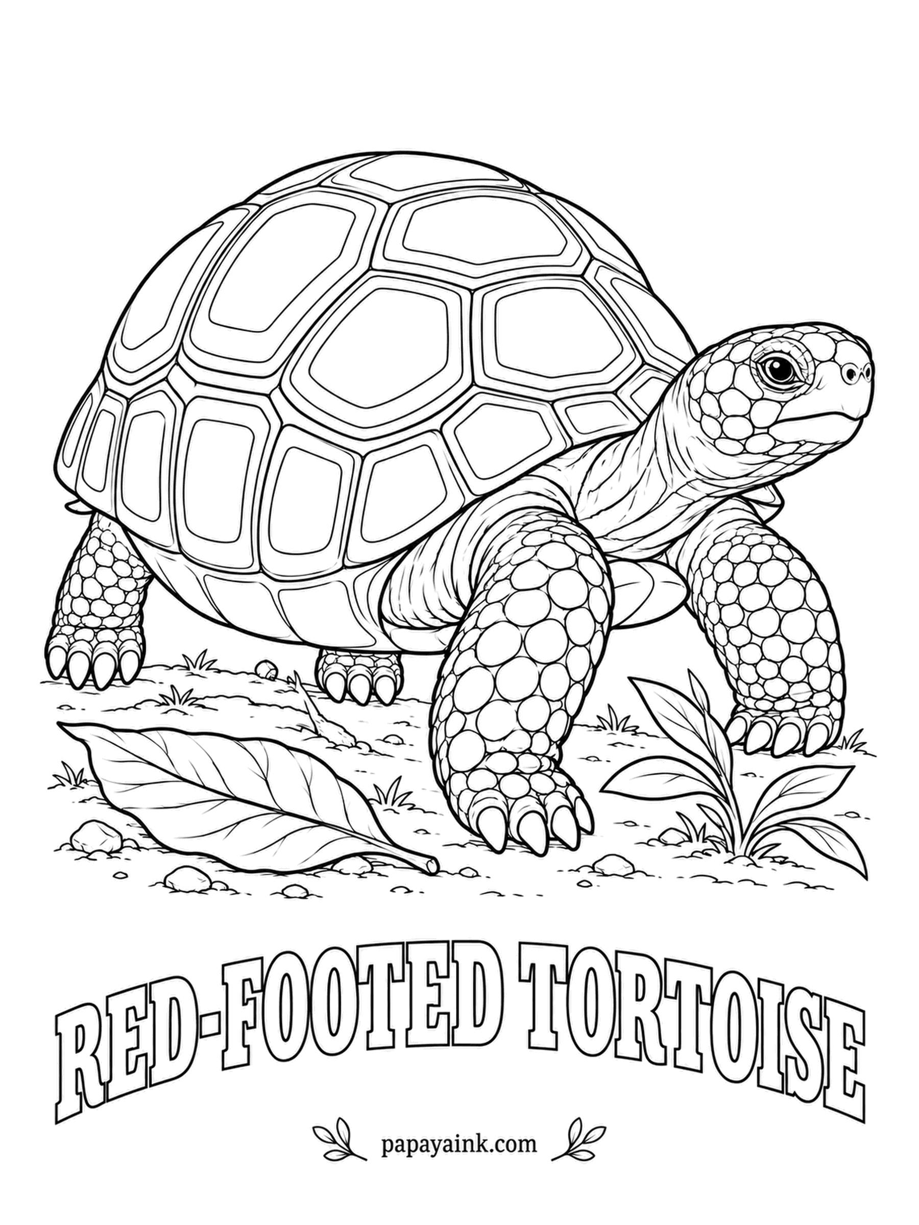 Reptile Coloring Pages - The red-footed tortoise earns its name from the red and orange scales dotting its legs. Dark domed shell, a yellow center on each plate, and fallen fruit as its favorite meal, hence the leaf litter. Large, clean shapes - an easy sheet to start with.