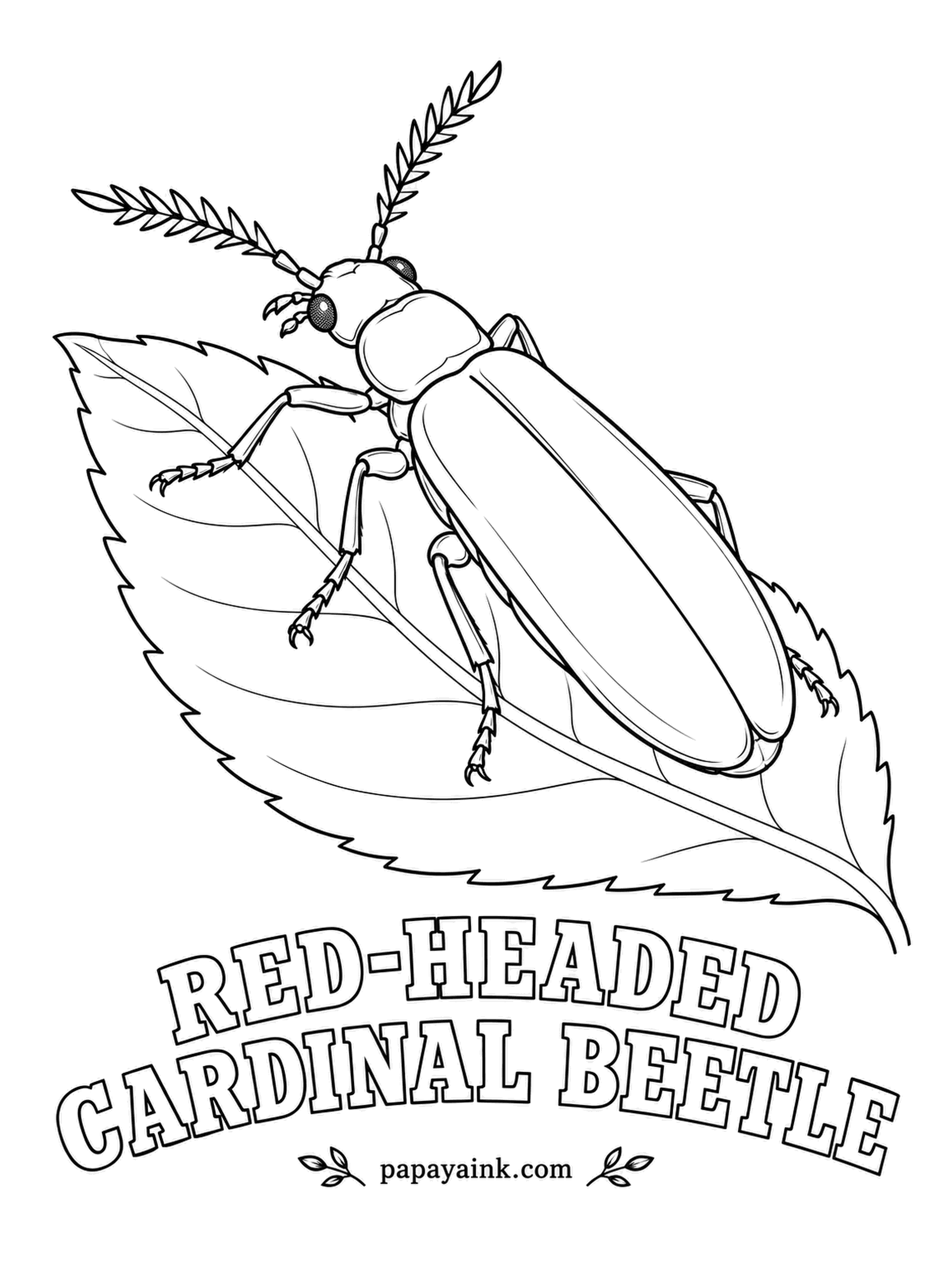 Beetle Coloring Pages - Bird-red from head to tail, the red-headed cardinal beetle is a flat European species with antennae branched into little combs. Its larvae hunt under loose bark. Cherry red all over, black legs and antennae.