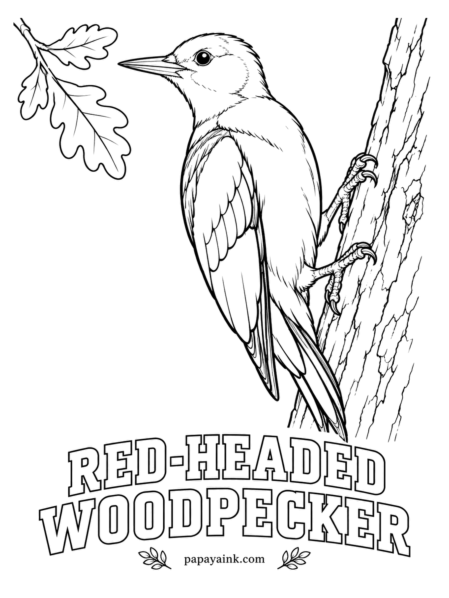 Printable Bird Coloring Pages - Grasshoppers caught in summer get wedged alive into cracks in the bark and saved for later. A Red-headed Woodpecker has an entirely crimson head, a white body and a black back with big white wing patches: three bold colors in large clean blocks.