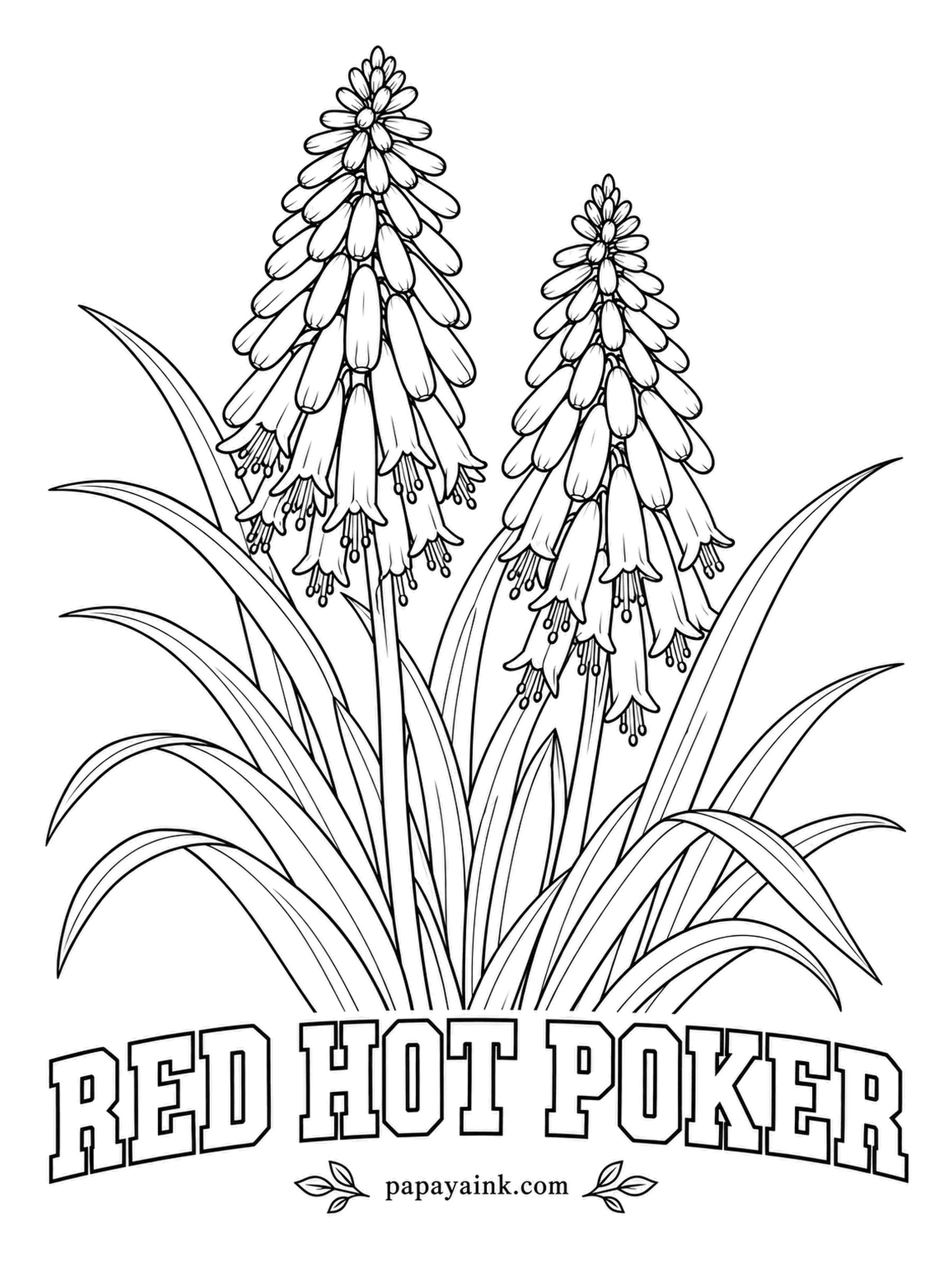 Free Flower Coloring Pages - Red hot poker spikes start red at the top and fade to yellow below as the lower florets open, as if a torch were cooling down. Use that same gradient here, and give the grassy leaves a blue-green.