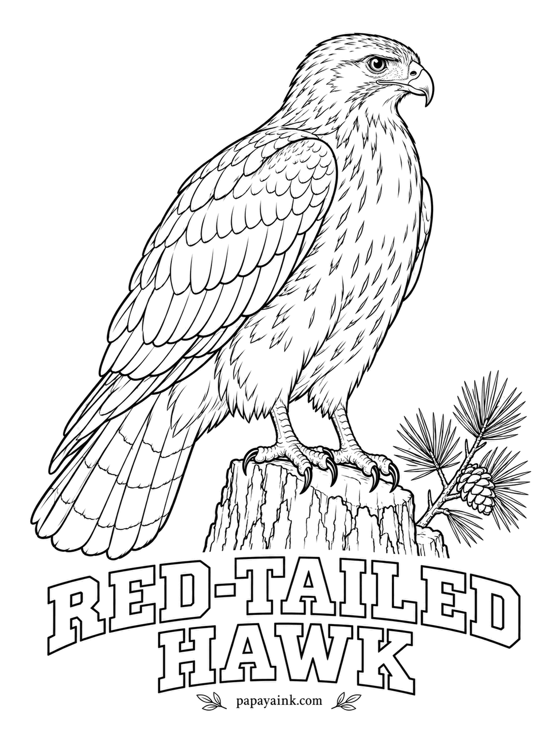 Printable Bird Coloring Pages - Whenever an eagle screams in a film, the voice almost always belongs to this hawk. A Red-tailed Hawk is brown on top, pale on the chest, streaked across the belly and, in adults, brick-red in the tail. Plenty of feather detail on the wings.