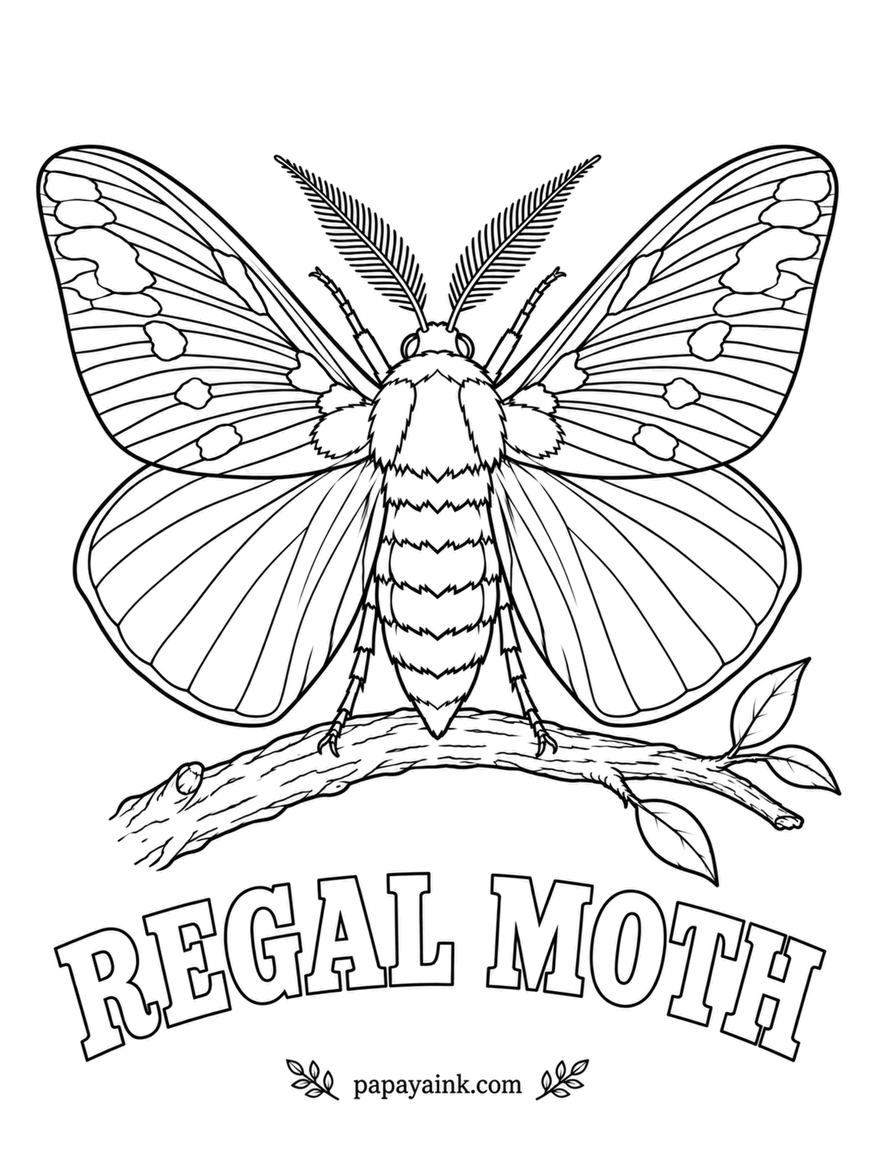 Butterfly and Moth Coloring Pages - Gray-green wings crossed by orange veins and dotted with cream, on a big furry orange body. The caterpillar is a giant called the hickory horned devil, bristling with horns and completely harmless. Detailed.