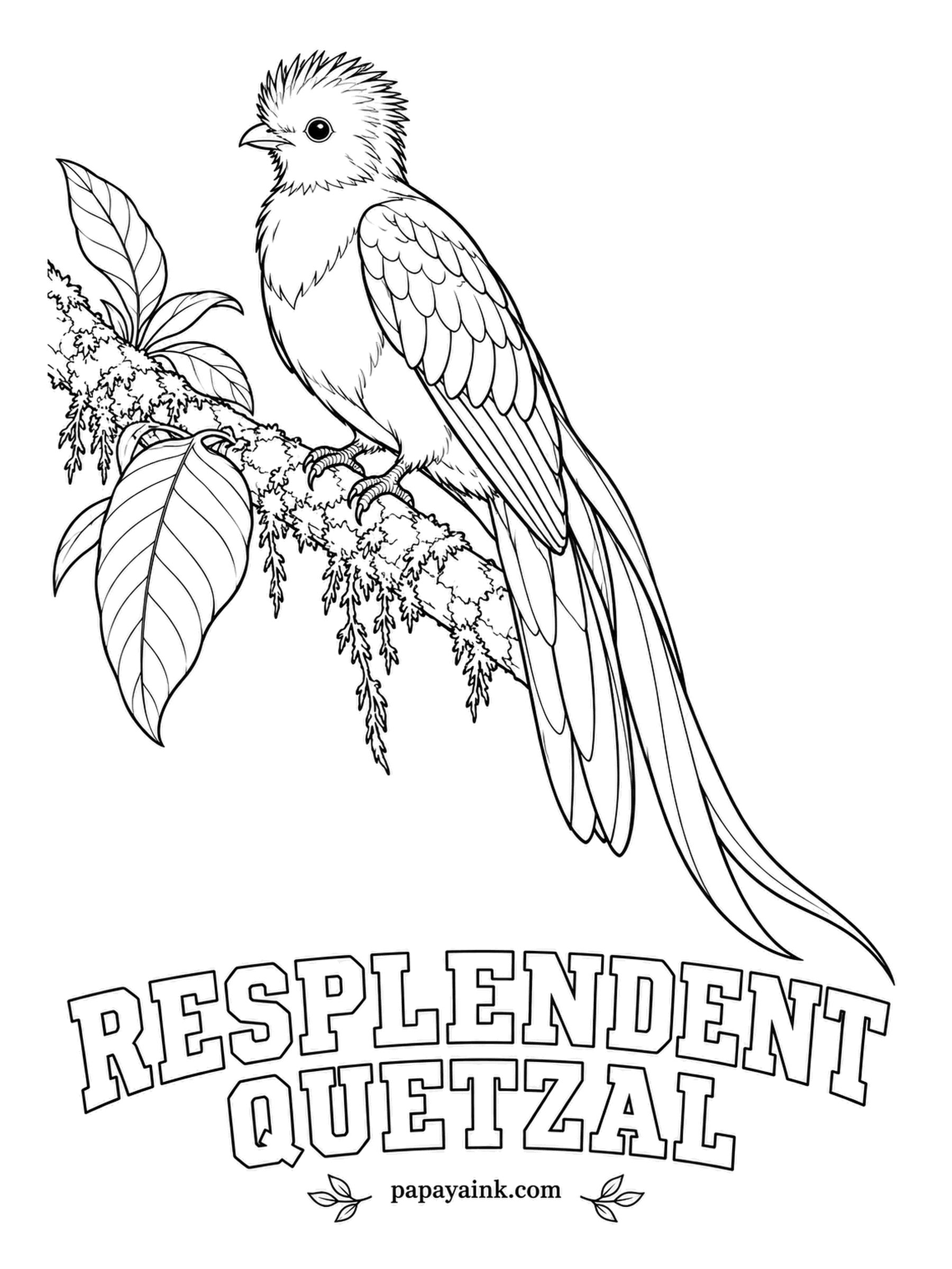 Printable Bird Coloring Pages - The male's green tail streamers grow longer than his whole body. It swallows small wild avocados whole and brings up the pit later. The Resplendent Quetzal is shimmering emerald with a crimson belly, a yellow bill and a soft, rounded crest.