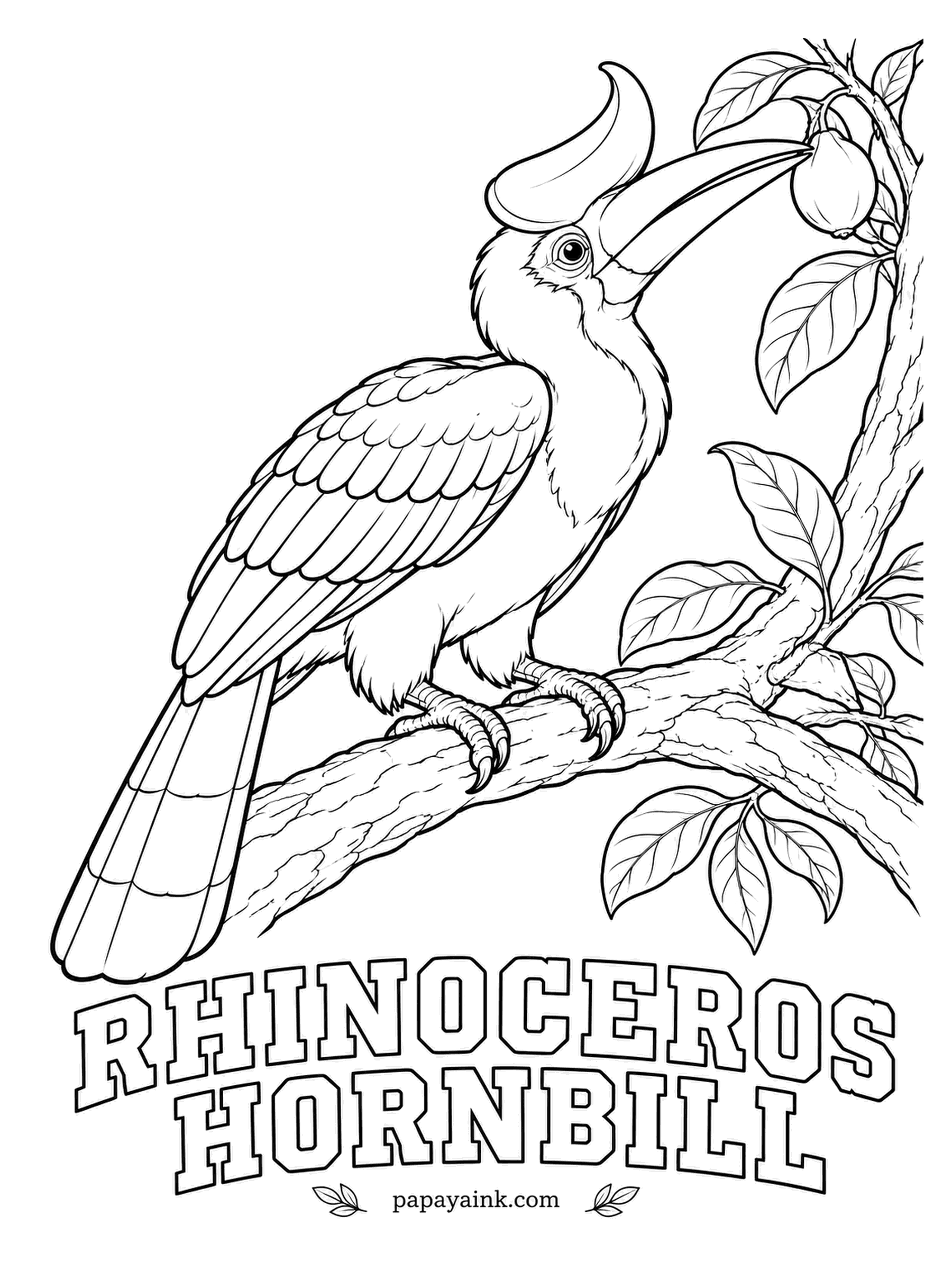 Realistic Bird Coloring Pages - Fruit is most of the menu for the rhinoceros hornbill of Borneo, here plucking a ripe fig. Females wall themselves into a tree hollow with mud, and the male feeds them through a slit. Black with a white belly; yellow bill, orange-red casque.