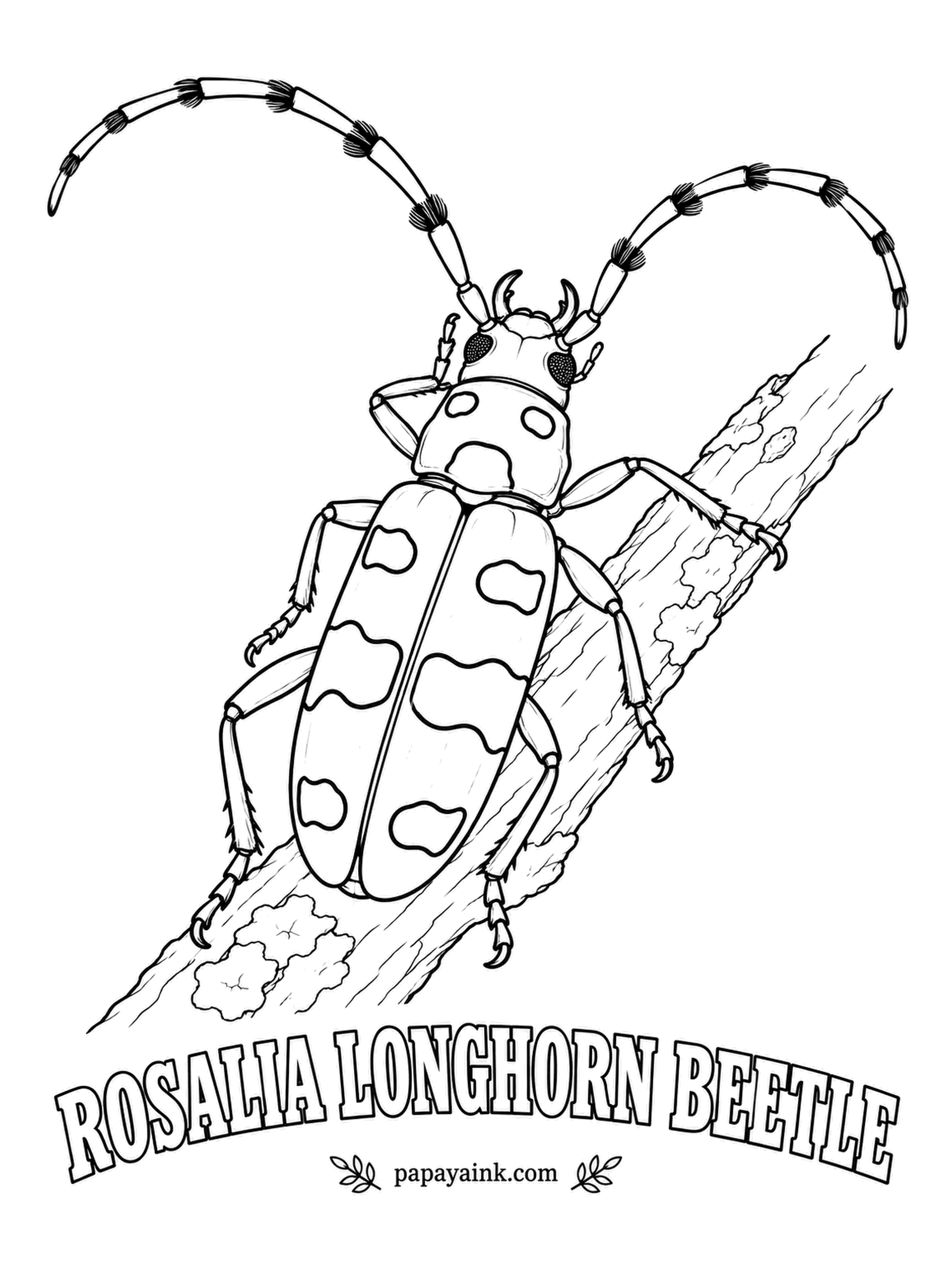 Beetle Coloring Pages - Powder blue with deep black patches and a tuft on every antenna segment, the Rosalia longhorn is one of Europe's most admired beetles and protected in many countries. It breeds in old beech wood. Soft blue-gray, black patches.