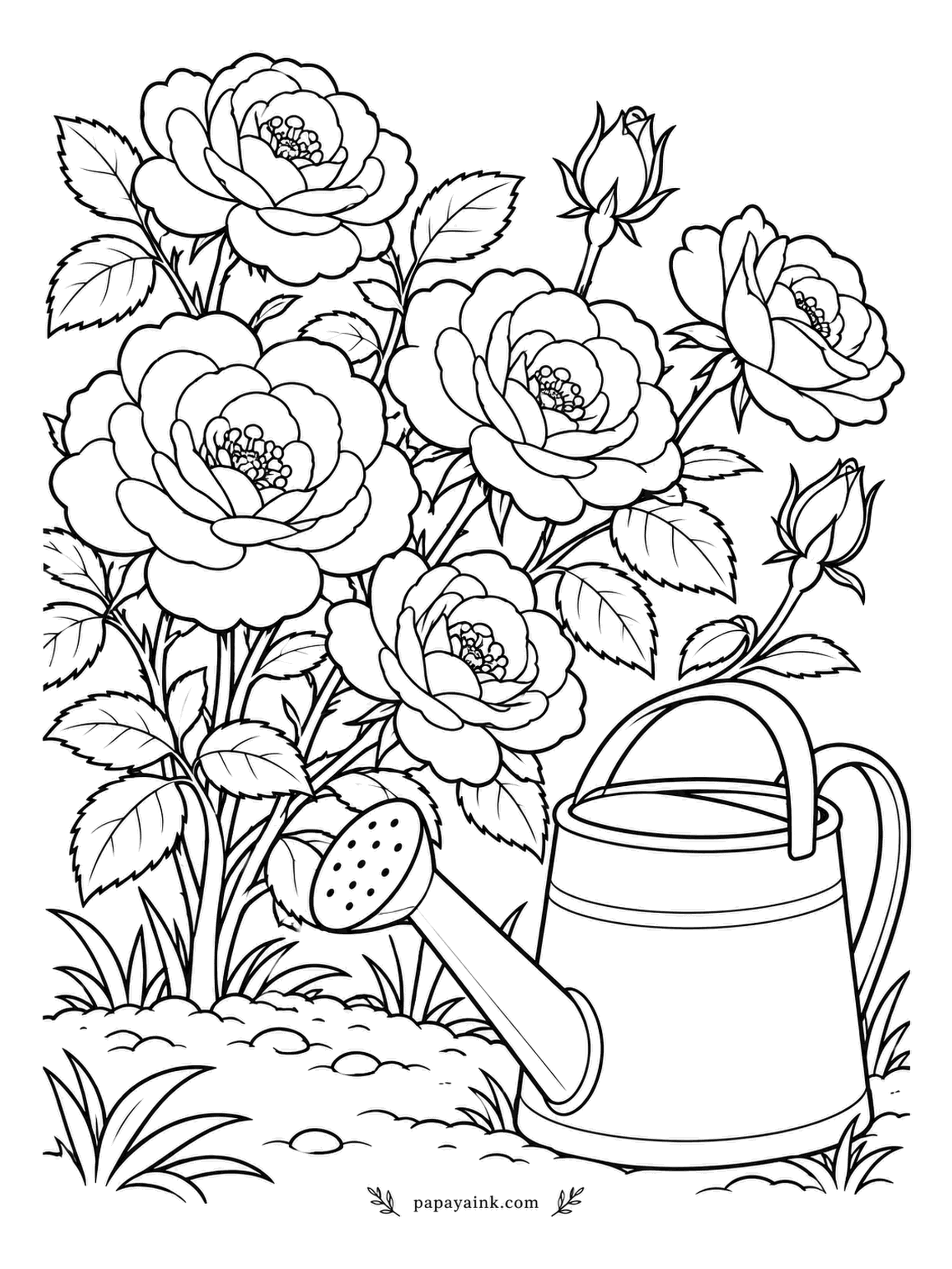 Rose Coloring Pages - Roses like a deep drink once or twice a week rather than a splash every day, so the can here is more than decoration. The bush around it is covered in cupped heads. Try gray-green for the metal with a bright highlight.