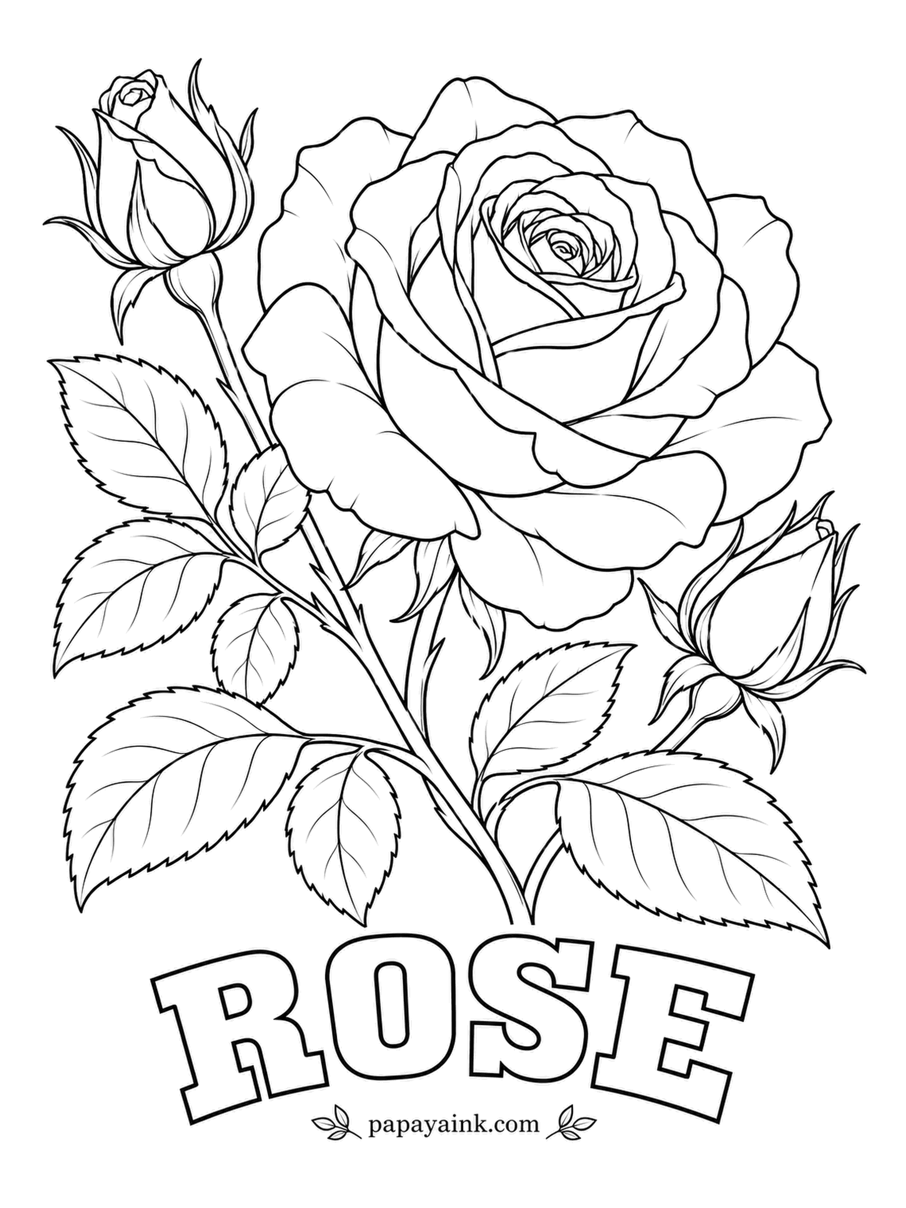 Free Flower Coloring Pages - America's national flower, chosen by Congress, drawn wide open with two tight buds waiting their turn. The petals spiral inward, so let the red deepen toward the heart and stay lightest on the curled outer edges.