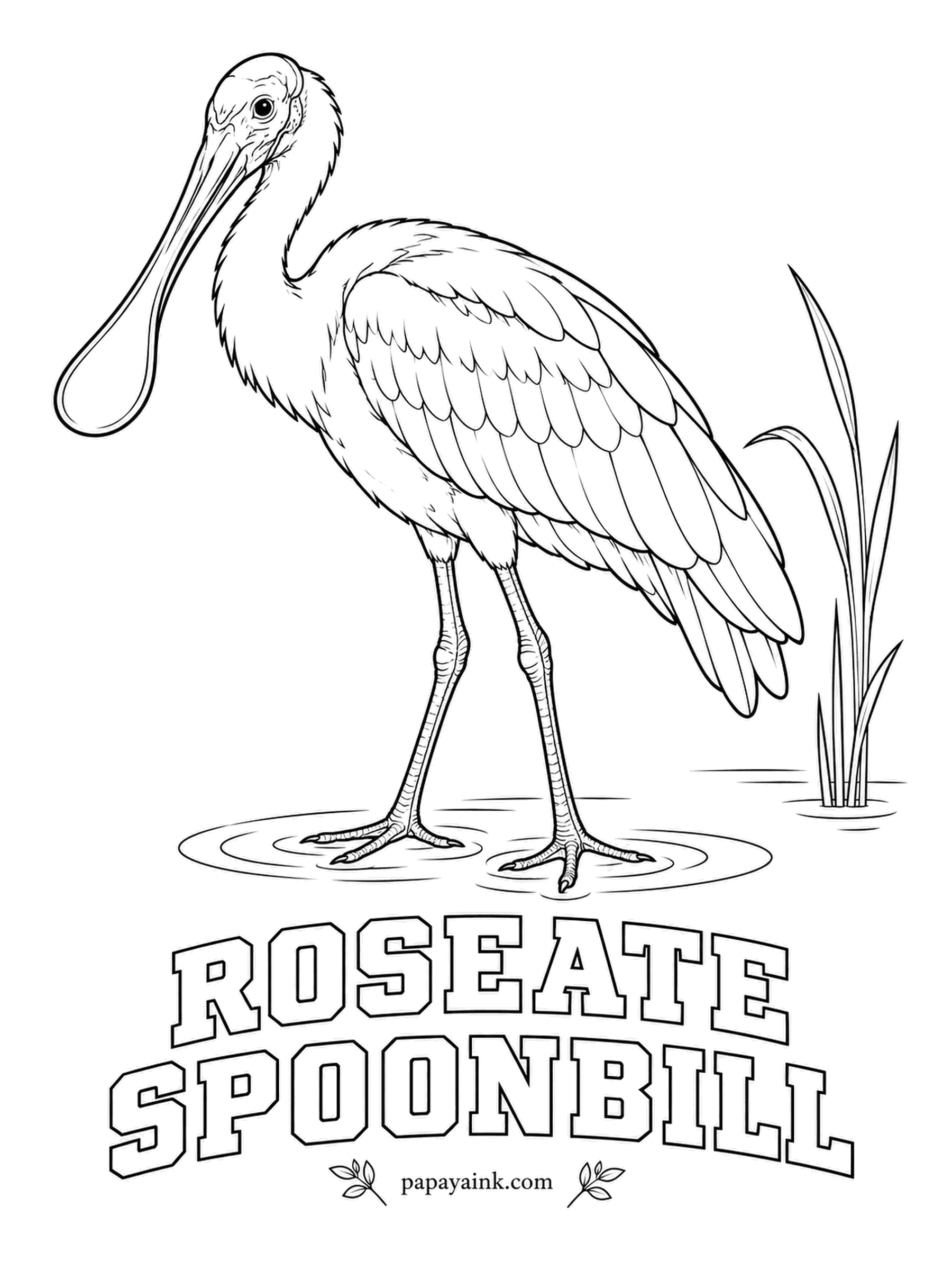 Printable Bird Coloring Pages - Nobody quite believes in the Roseate Spoonbill until they see one. It wades with its flat bill half open, sweeping side to side to find food by touch. Pale pink body, deep carmine on the shoulders, a bare greenish head and reddish legs.