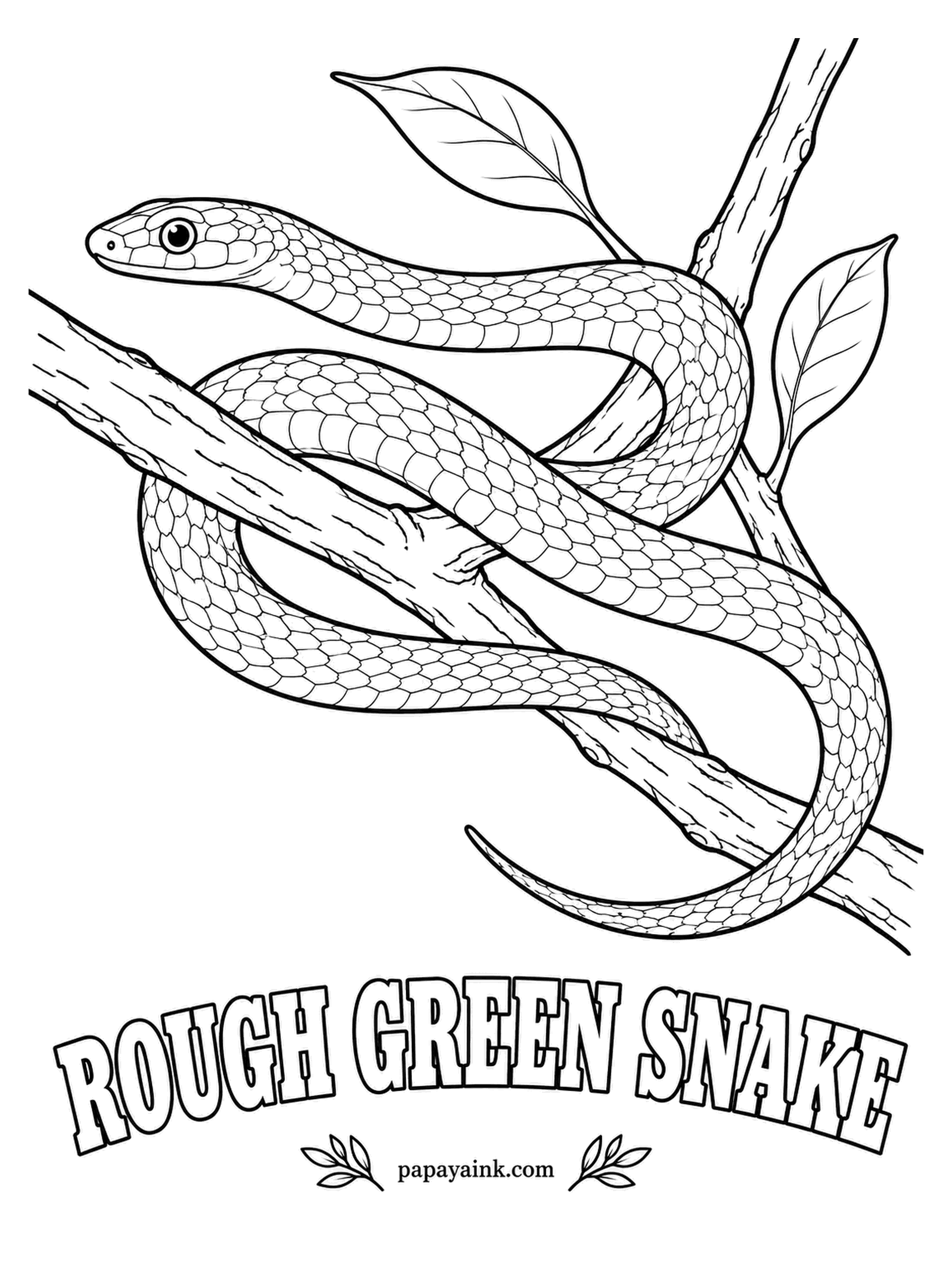 Reptile Coloring Pages - Thin as a pencil and the green of new leaves, the rough green snake disappears in a shrub and lives on crickets and caterpillars. The rough part is the keeled scales, each with a tiny ridge. Grass green on top, the belly lemon yellow.