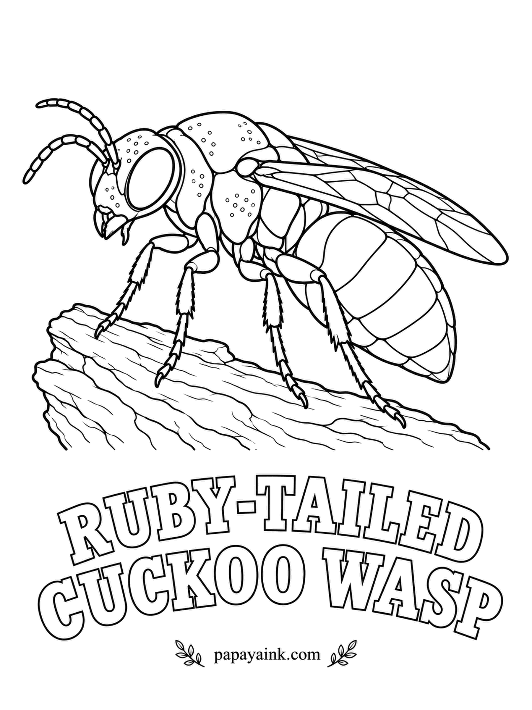Insect Coloring Pages - Like the bird it is named after, the ruby-tailed cuckoo wasp lays its eggs in other insects' nests. Threatened, it curls up in a tight armored ball. Metallic blue-green head and thorax, ruby-red rear, and the dimpled texture is real.