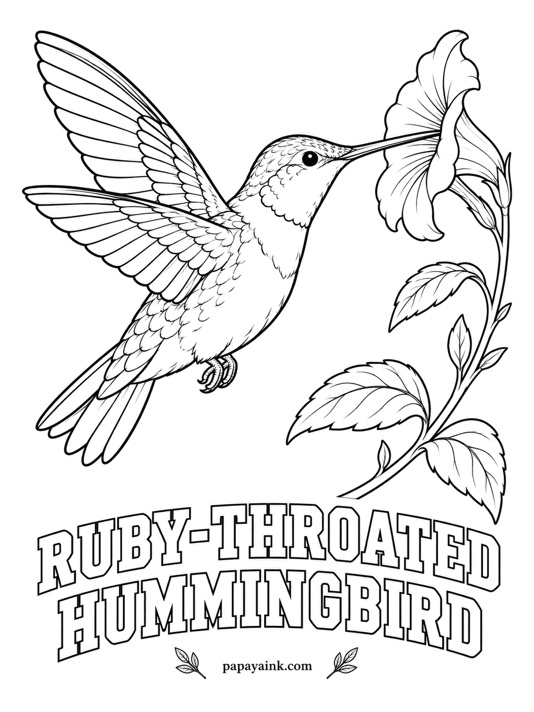 Printable Bird Coloring Pages - Weighing about as much as a penny, it still crosses the Gulf of Mexico in one flight. The male Ruby-throated Hummingbird has an emerald back, white underparts and a throat that flares red in the light. Save your brightest red for it.