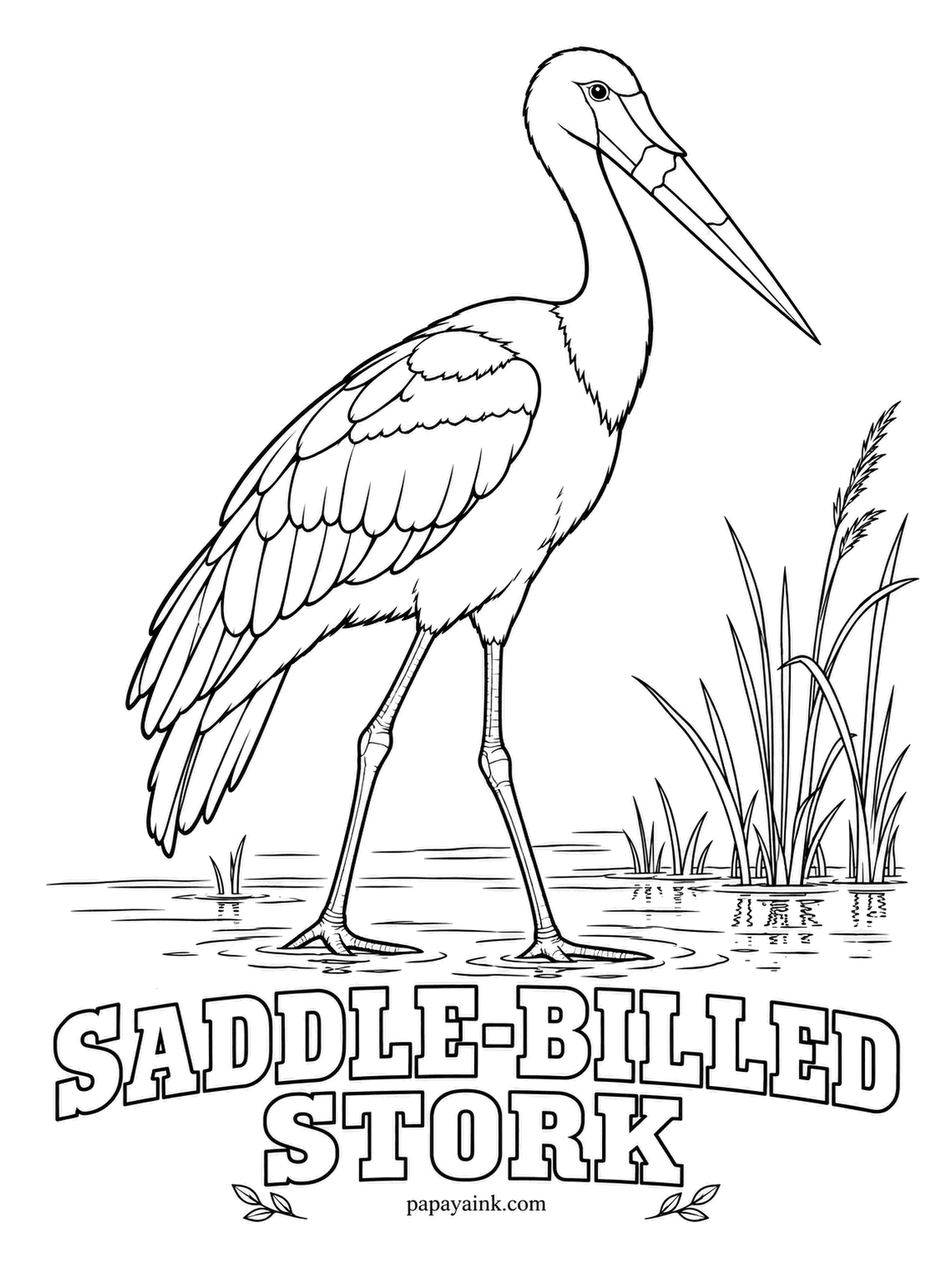 Realistic Bird Coloring Pages - Nearly as tall as an adult person, the saddle-billed stork stalks the shallows for fish on legs built like stilts. The beak is red with a black band and a yellow saddle on top. Black head, neck and wings, white underparts; females have yellow eyes.