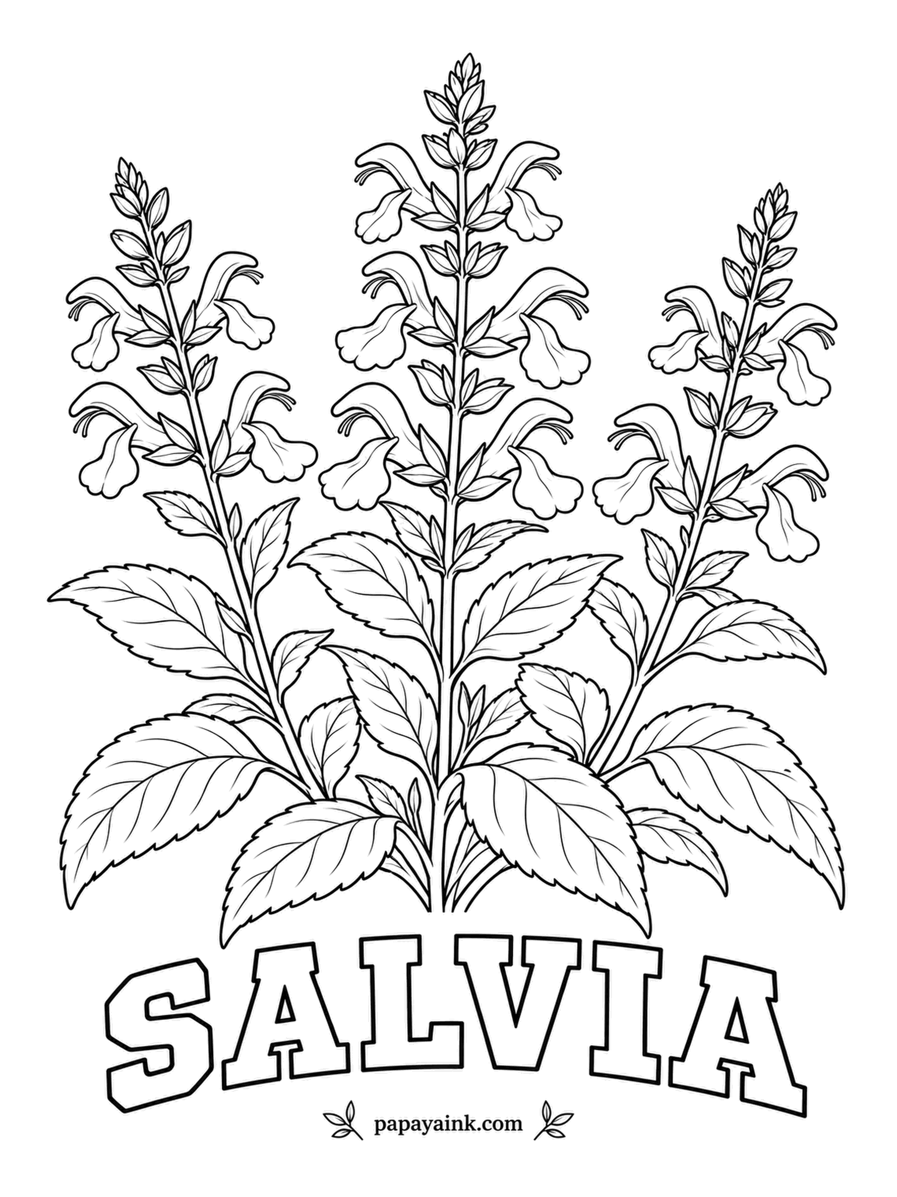 Free Flower Coloring Pages - Kitchen sage is a salvia too, so these ornamental spikes have a famous herb in the family. The lipped florets open in tiers up each stem; give them violet or scarlet and leave the textured foliage gray-green.