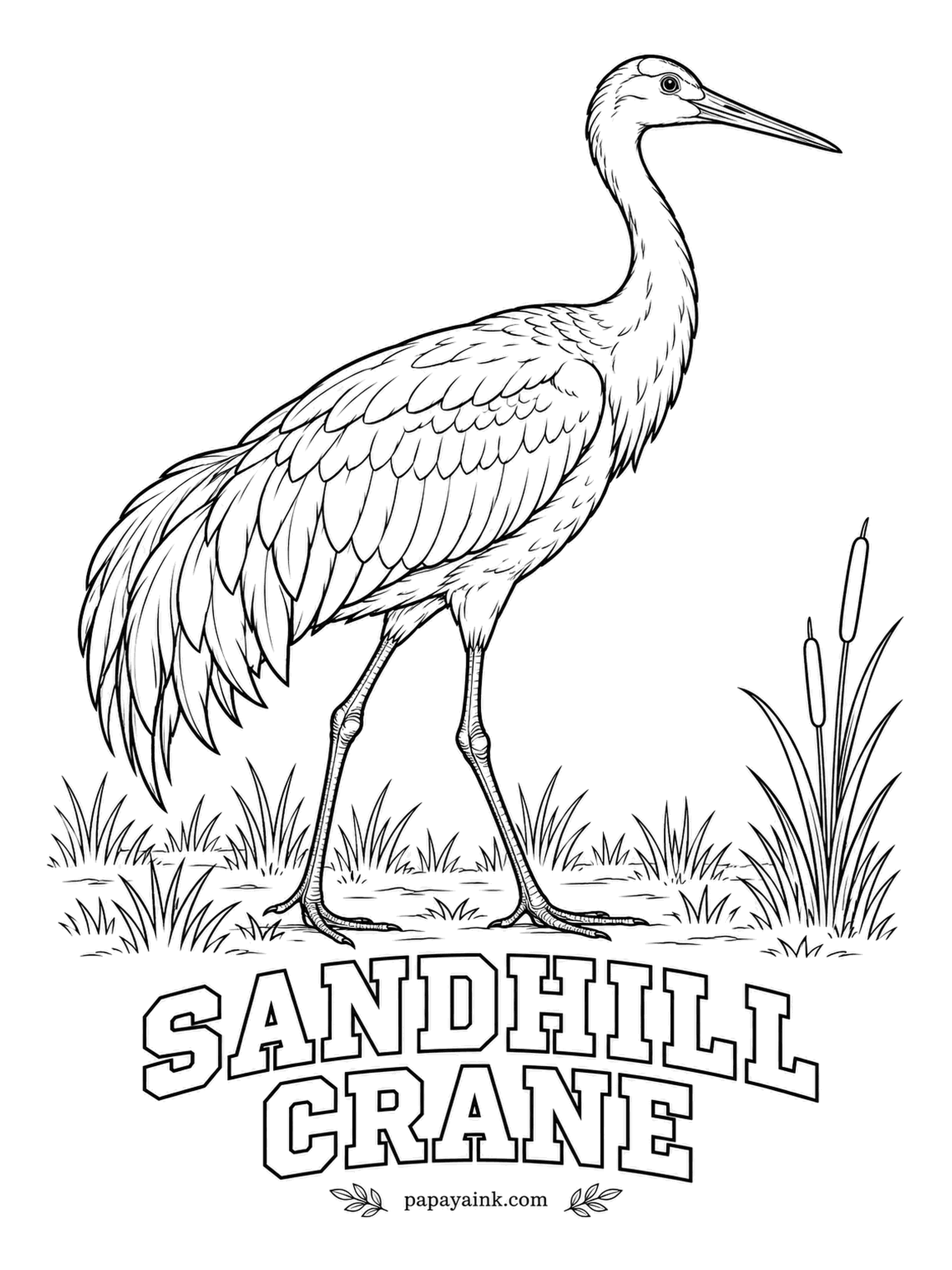 Printable Bird Coloring Pages - Sandhill Cranes paint themselves: they rub iron-rich mud into their gray feathers and turn rusty brown. Color the bird soft gray, add patches of rust over the back and wings, and finish with the bare red forehead.