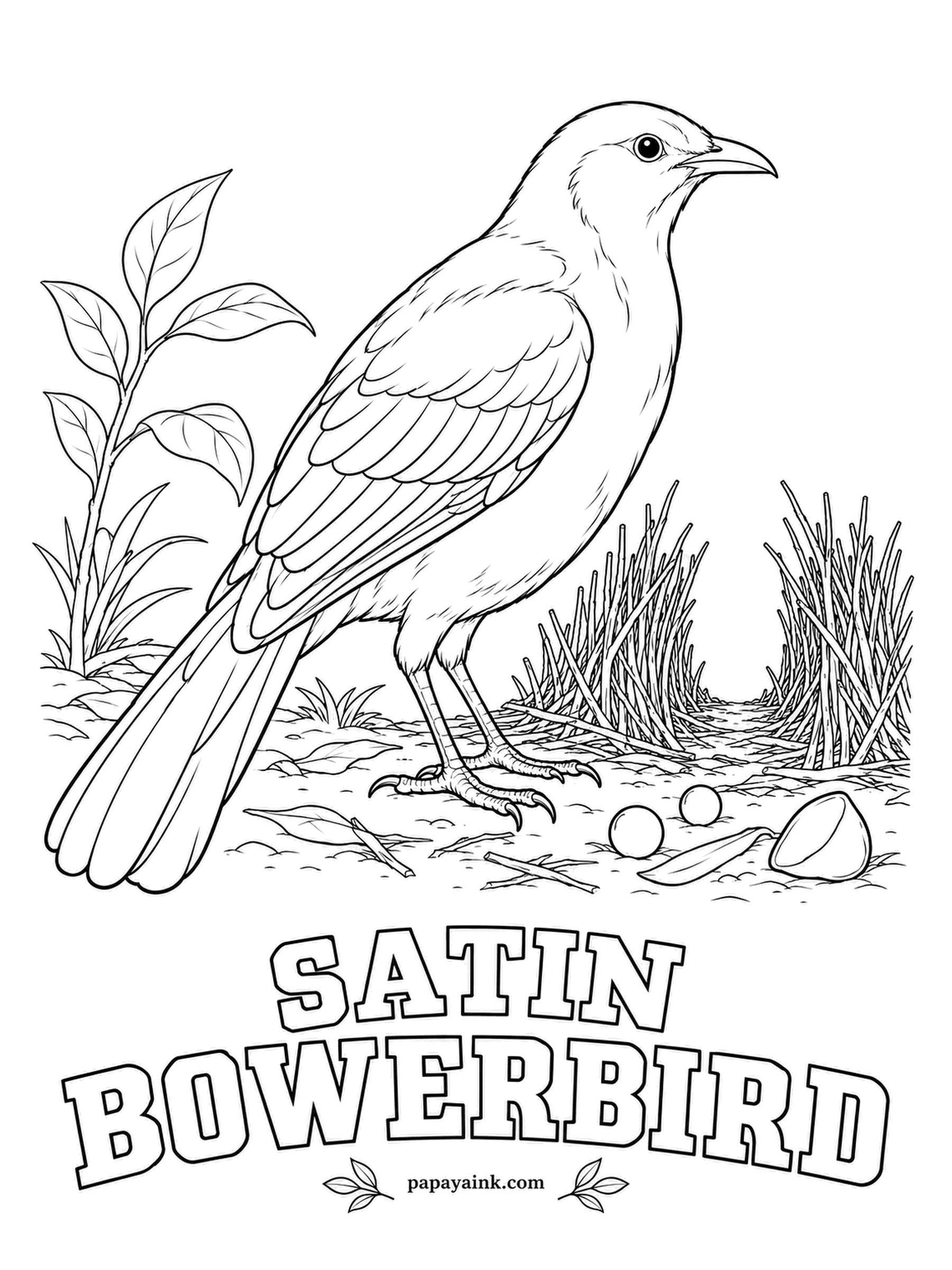 Realistic Bird Coloring Pages - Interior decorating, bird style. The male satin bowerbird builds an avenue of sticks and fills it with anything blue he can find: feathers, flowers, bottle caps. Glossy blue-black that shines violet in sunlight, with violet eyes to match - mix navy and purple.