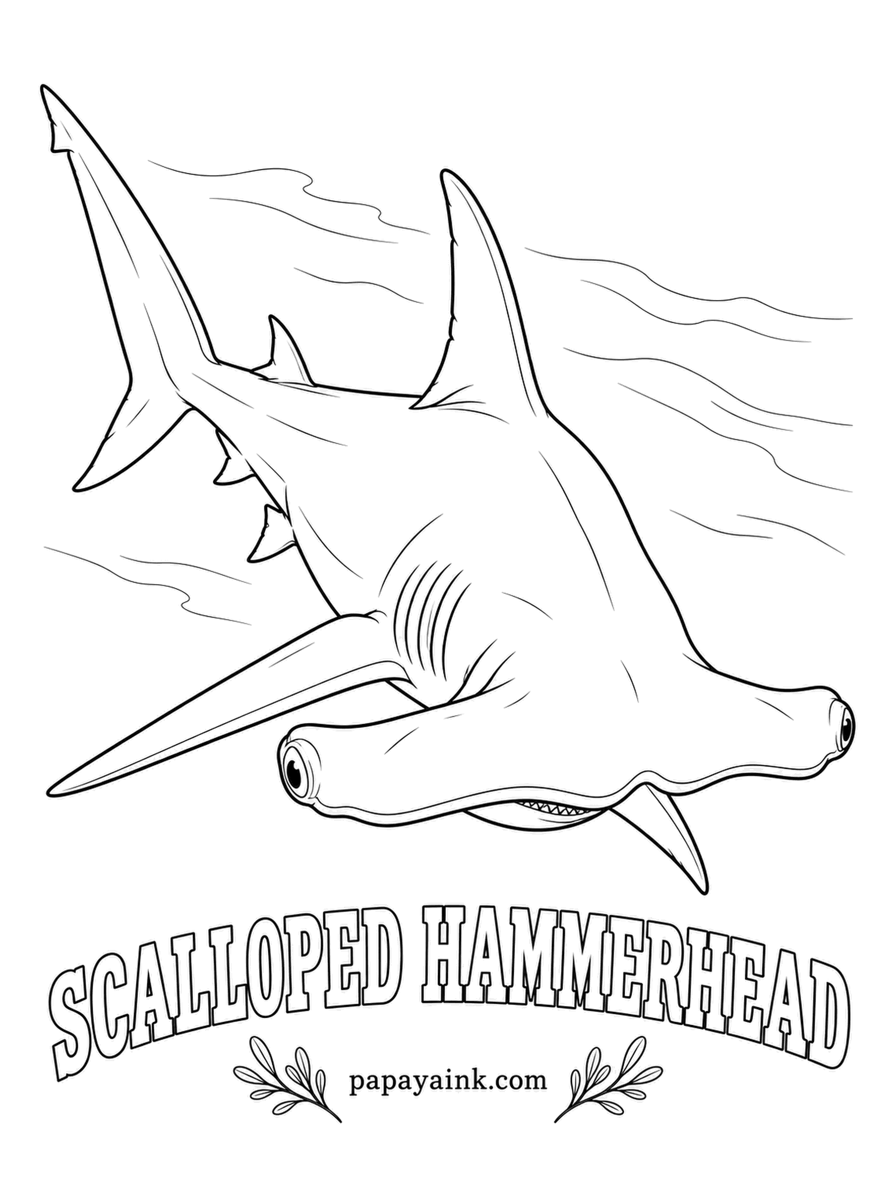 Ocean Fish Coloring Pages - Scalloped hammerheads gather by the hundreds around seamounts in daylight, then scatter to hunt alone at night. The front of the head dips in the middle and waves along the edge - hence the name. Bronze-gray back, white belly, dusky fin tips.