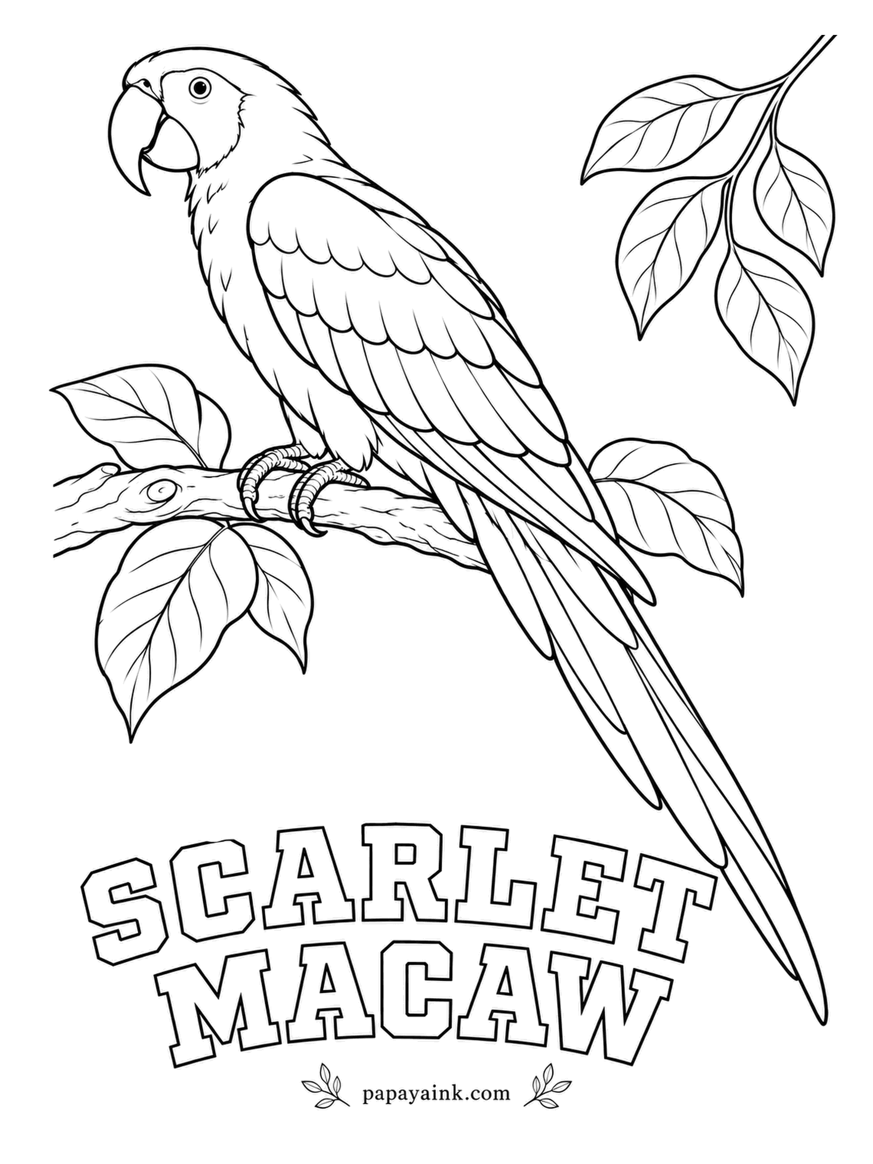 Printable Bird Coloring Pages - Each wing runs red, then yellow, then blue, and the bare white face sits above a bill pale on top and black below. Scarlet Macaws pair for life and in captivity can live past fifty. Detailed in the wing; take it feather by feather.