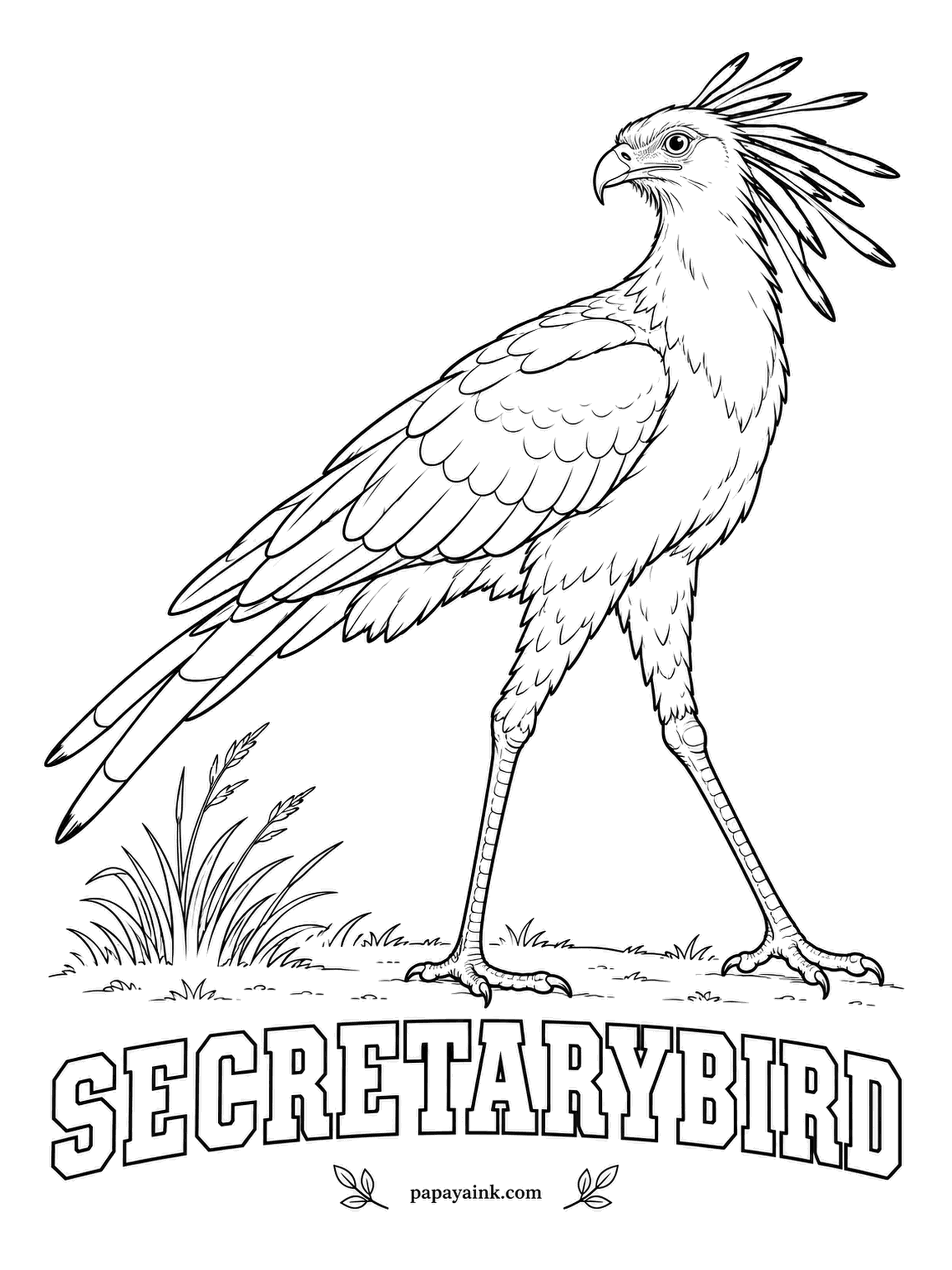 Printable Bird Coloring Pages - A bird of prey on stilt legs, it hunts snakes by stamping on them, faster than you can blink. The Secretarybird is ash gray with black flight feathers, black thighs, an orange-red face and a crest of long black-tipped quills. Detailed in the wings.
