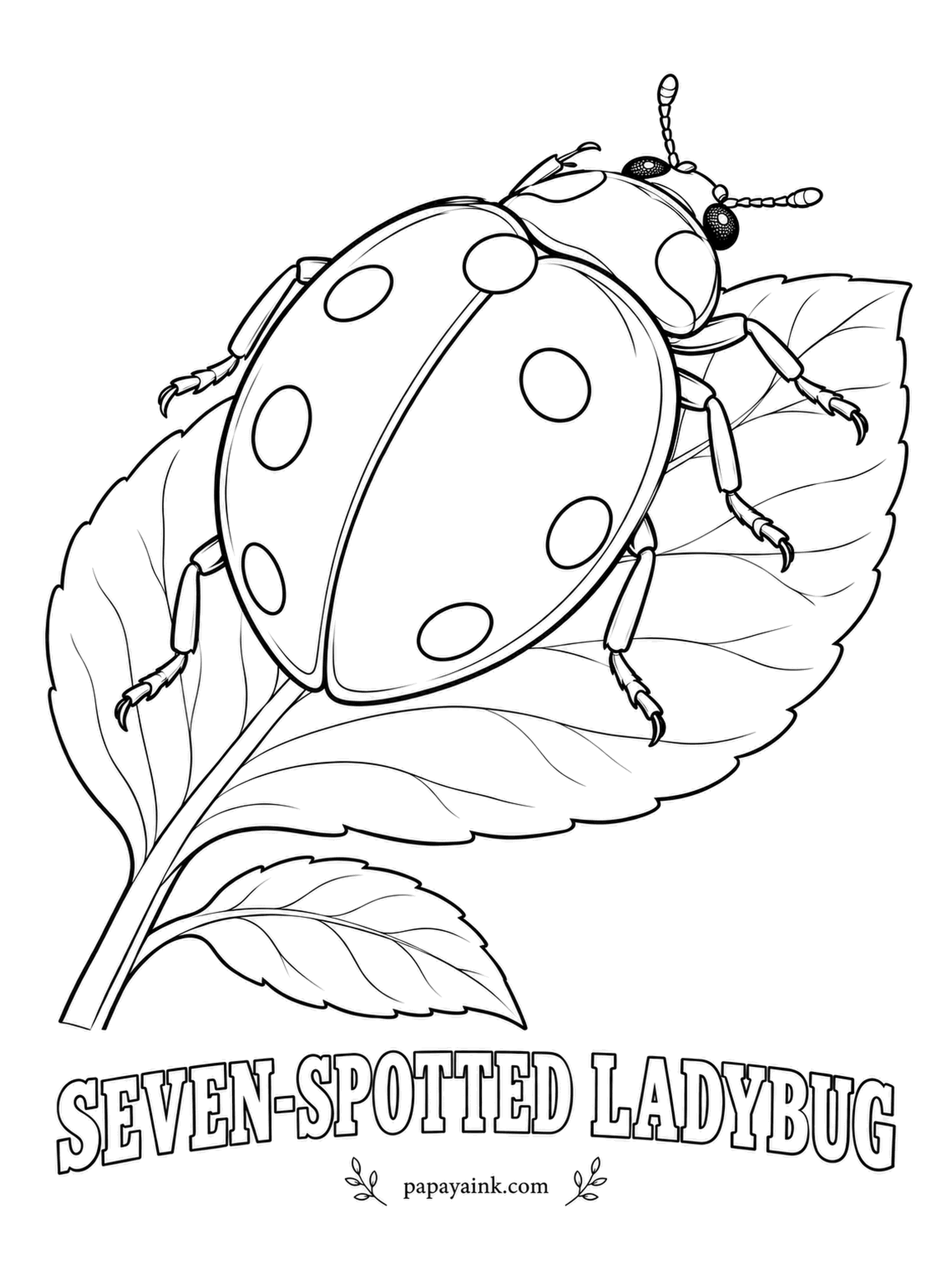 Beetle Coloring Pages - The classic: red shell, seven black spots, one of them split across the seam where the wing covers meet. A single adult can eat dozens of aphids a day, so gardeners are always glad to see it. Leave small white patches beside the head.
