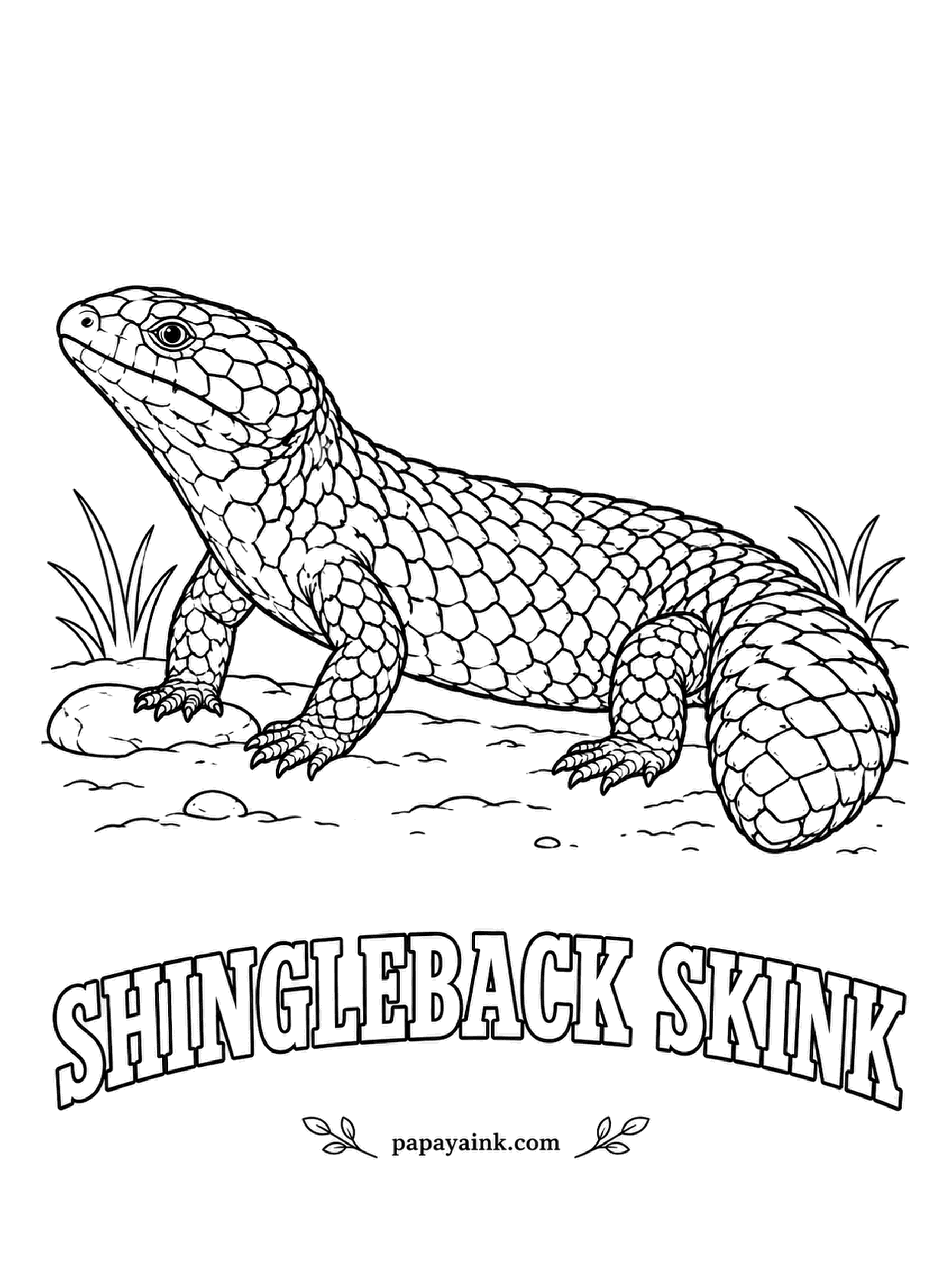 Reptile Coloring Pages - Pinecone scales and a stubby tail shaped like a second head, which confuses anything hunting it. Shinglebacks are Australian and famous for returning to the same mate year after year. Dark chocolate brown, sometimes with pale blotches, on red desert sand.