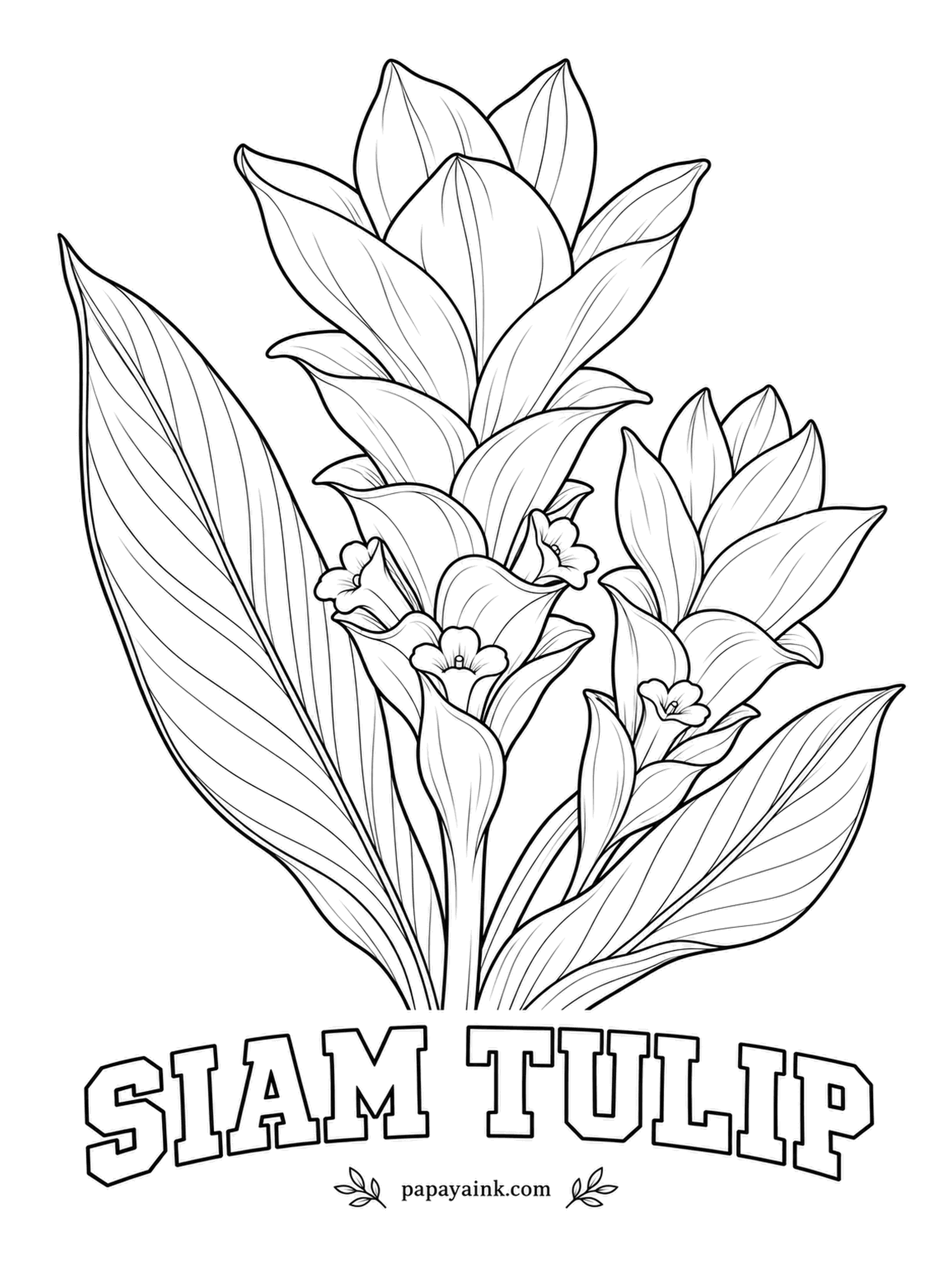 Realistic Flower Coloring Pages - Those tulip-like petals are really pink bracts, and the true flowers are the small purple ones tucked at their base. Siam tulip is a relative of turmeric from Thailand and Cambodia. Soft rose bracts, green tips, violet flowers.