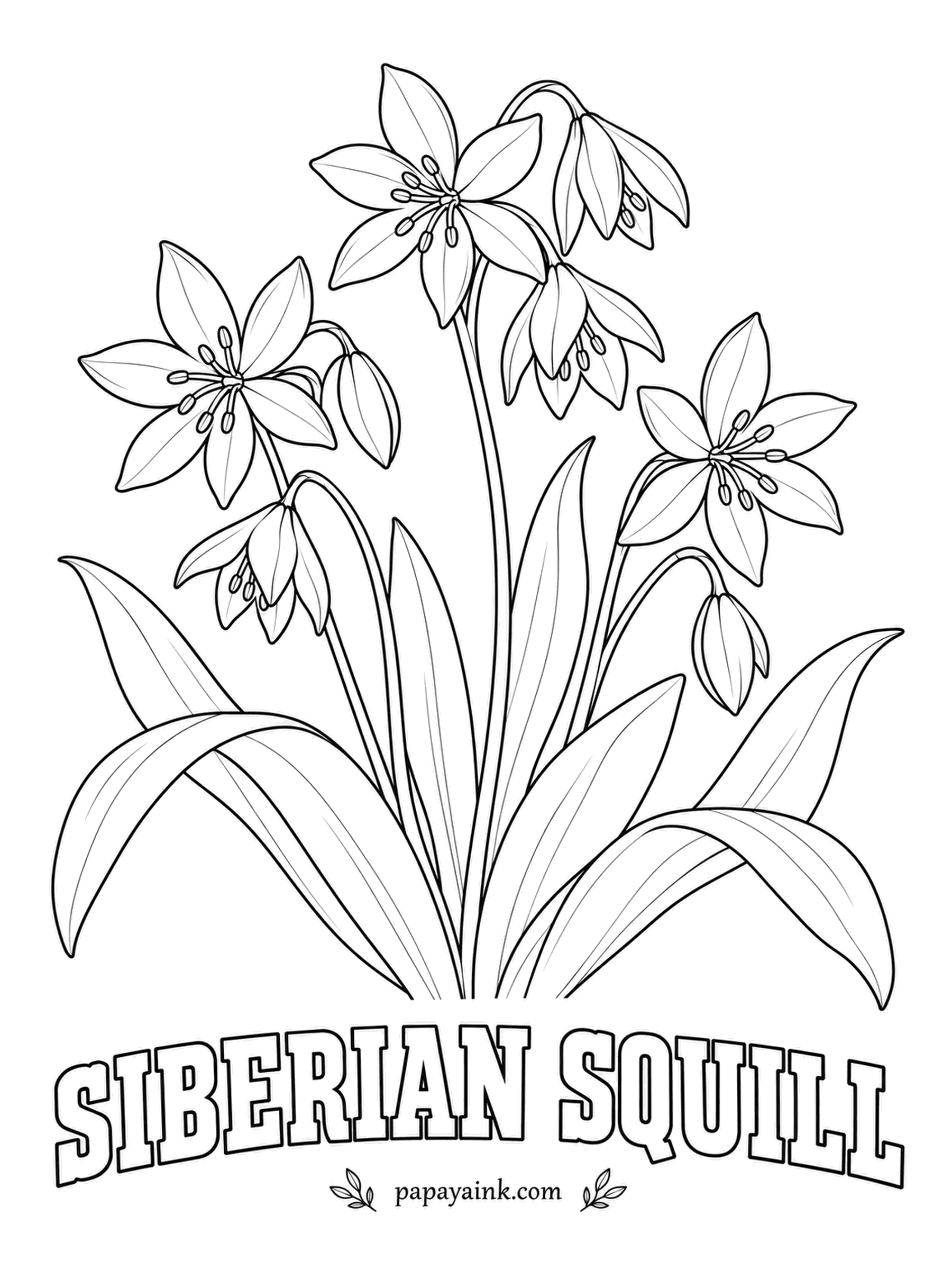 Realistic Flower Coloring Pages - Nodding stars of an almost electric blue spread under trees until the ground looks like a puddle of sky. Siberian squill opens in the first weeks of spring. Brilliant blue petals with a darker stripe, bright green strap leaves.