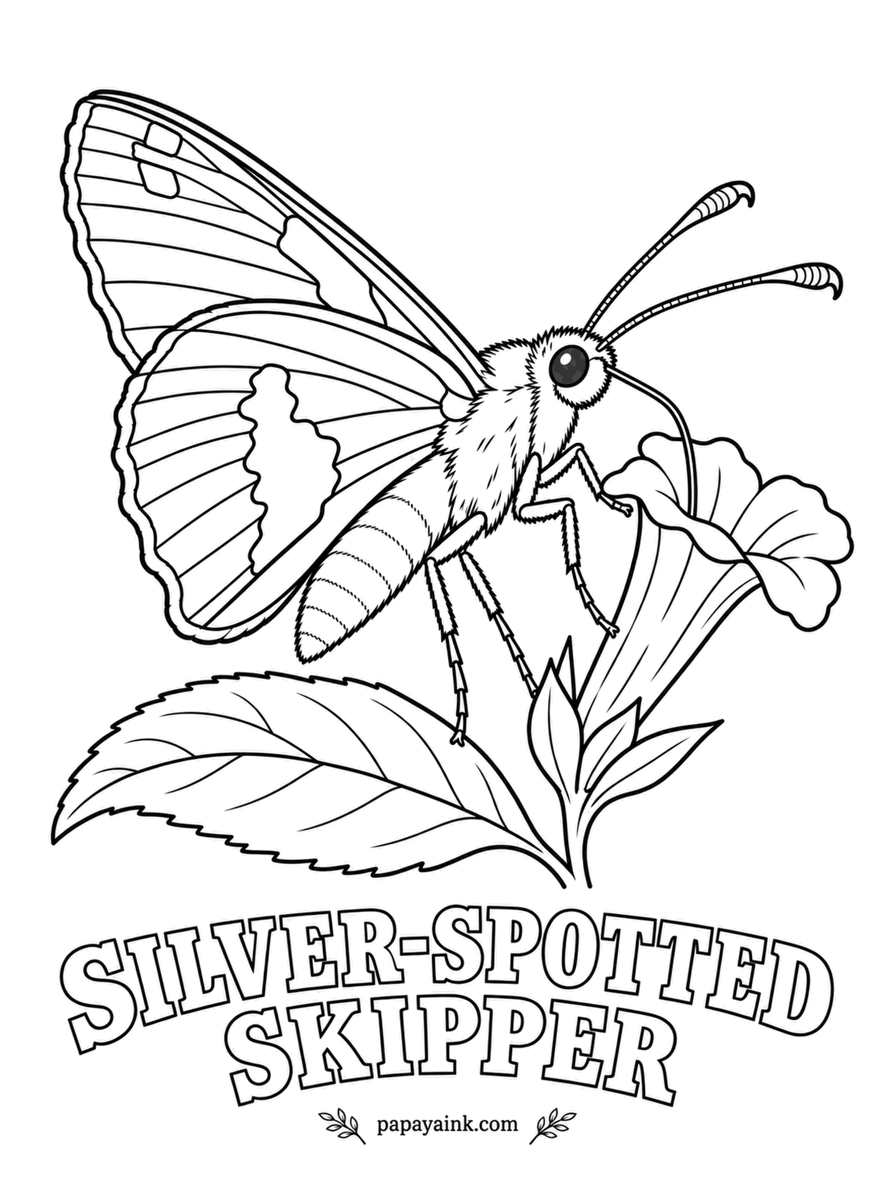 Butterfly and Moth Coloring Pages - Fast enough to lose with your eyes, then suddenly still on a trumpet flower. Chocolate brown wings, a gold band across the forewing and a large silver-white patch on the underside of the hindwing.