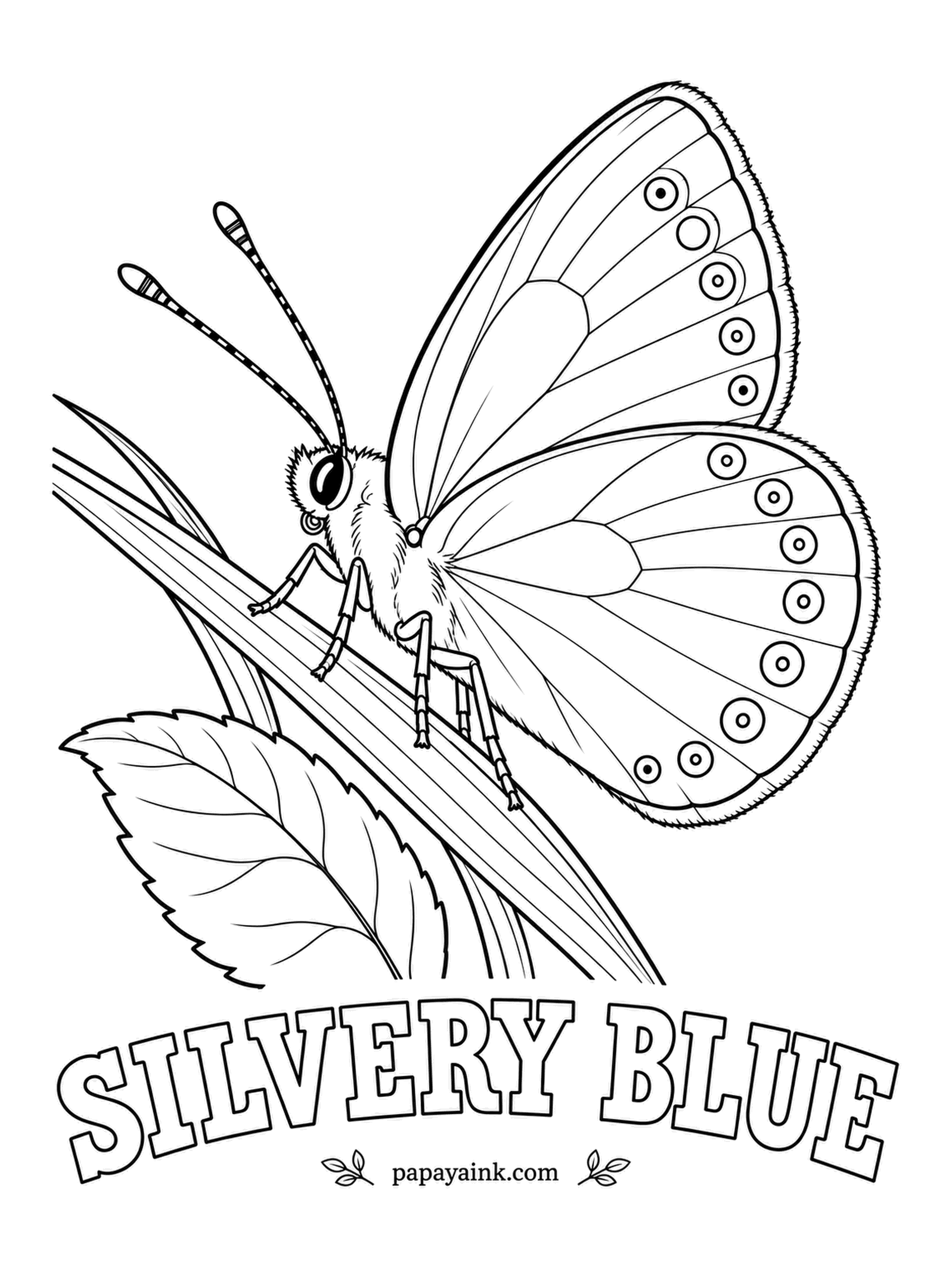 Butterfly and Moth Coloring Pages - Spring's first blue in many northern meadows, shining like a chip of sky when the male opens up. Sheer pale blue above; underneath, silvery gray with a single neat row of black dots ringed in white.