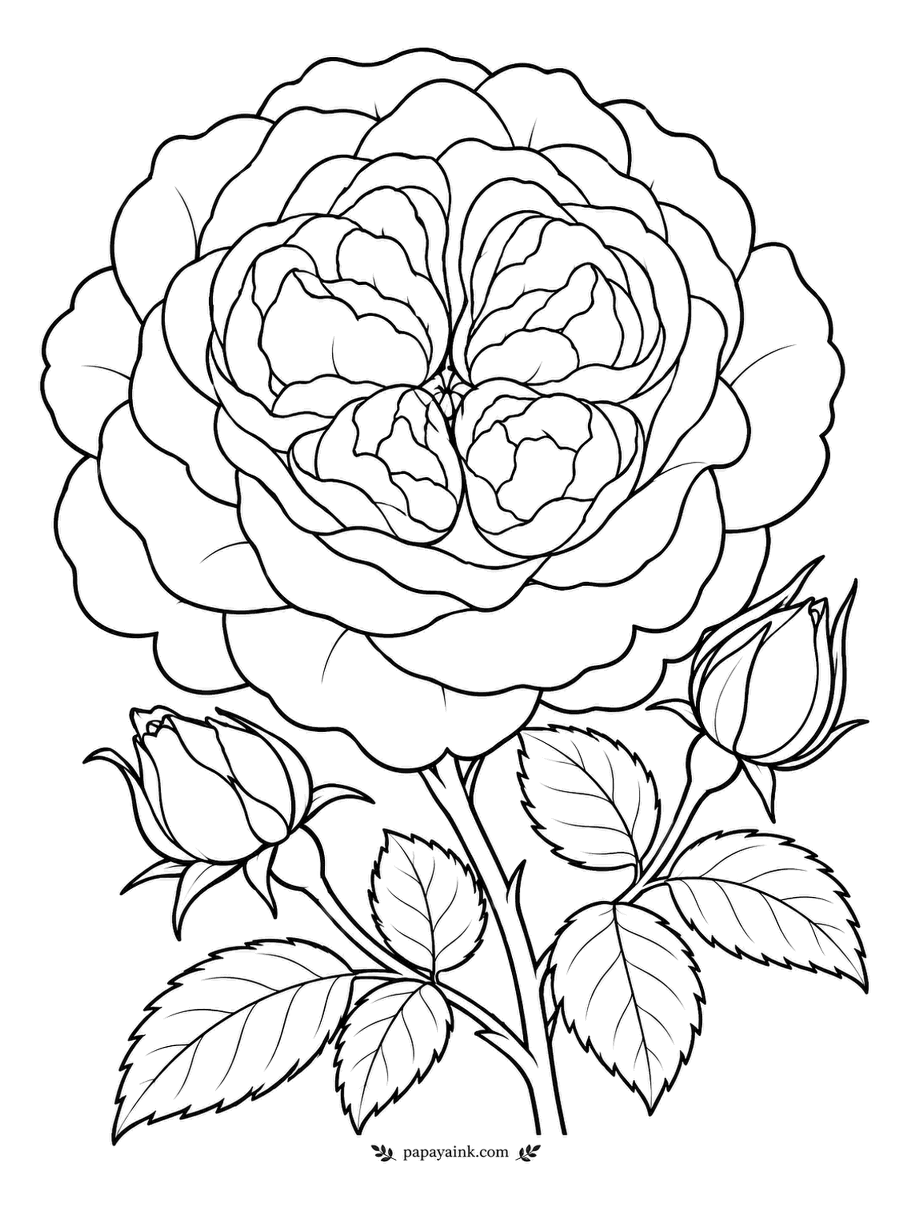 Rose Coloring Pages - One rose, drawn big enough to fill the sheet, with a bud on either side like an afterthought. The petals fold inward in layers around a crowded center, the way old garden roses do. Wide spaces suit markers well.