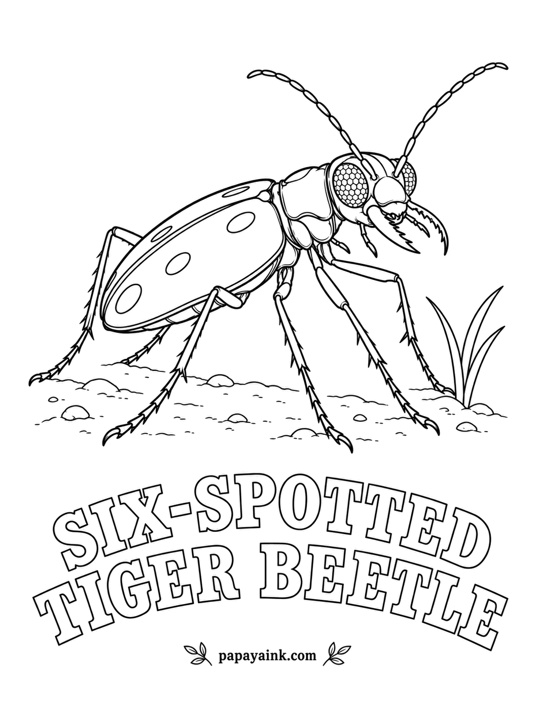 Beetle Coloring Pages - Emerald green and built for speed, the six-spotted tiger beetle sprints along forest paths and flies a few yards ahead every time you get close. Count the white dots before coloring; plenty of these beetles have fewer than six.
