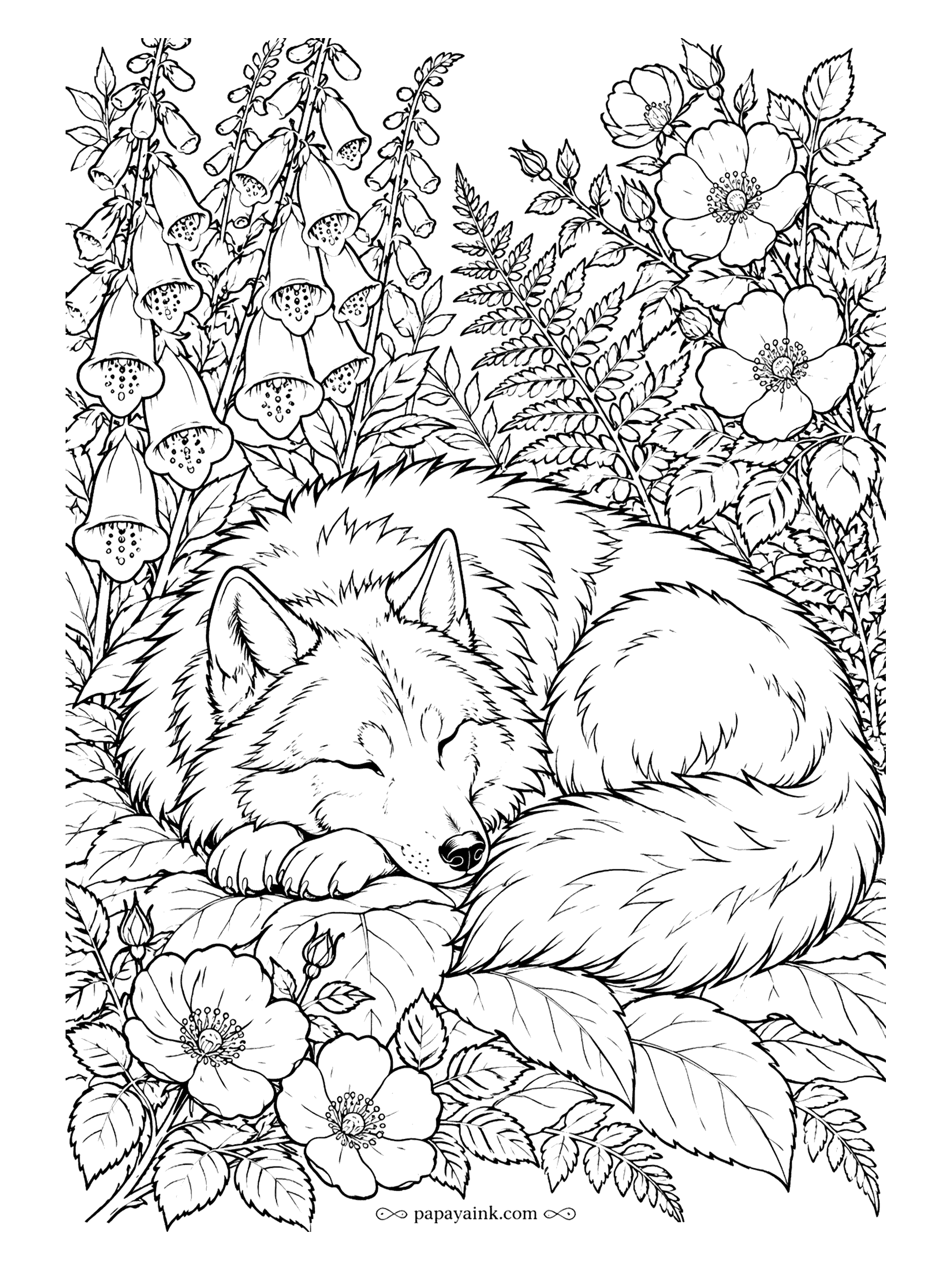 Wolf Coloring Pages - Curled nose to tail, a wolf sleeps under foxgloves, ferns and wild roses. Pinks and greens around a gray sleeper keep the eye on the wolf, not the garden. Detailed.