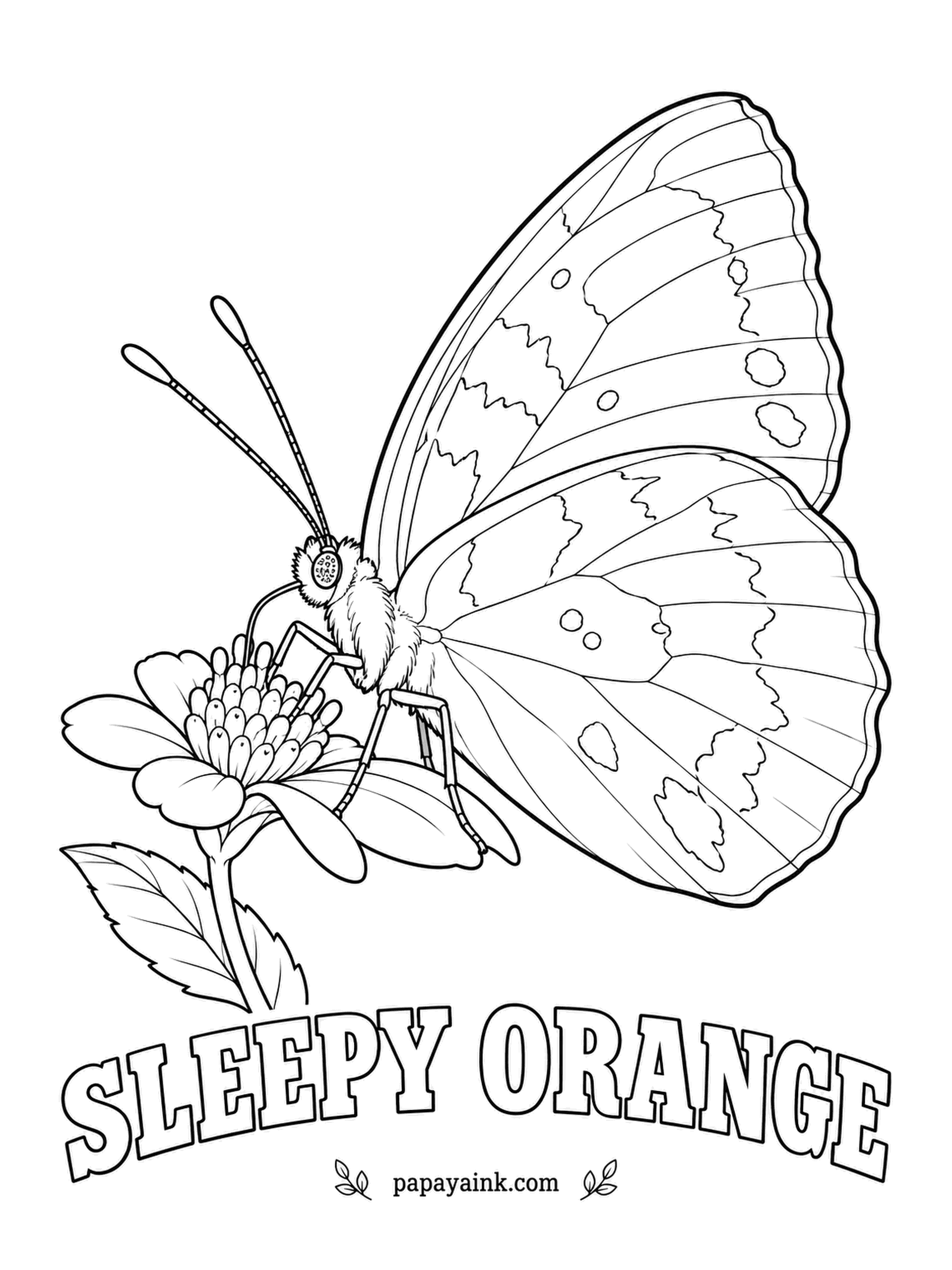 Butterfly and Moth Coloring Pages - Named after a small black dash on the forewing that looks like a closed eye - though the butterfly itself is wide awake and restless. Bright orange with black borders; the underside turns yellow in summer and brick red in winter.