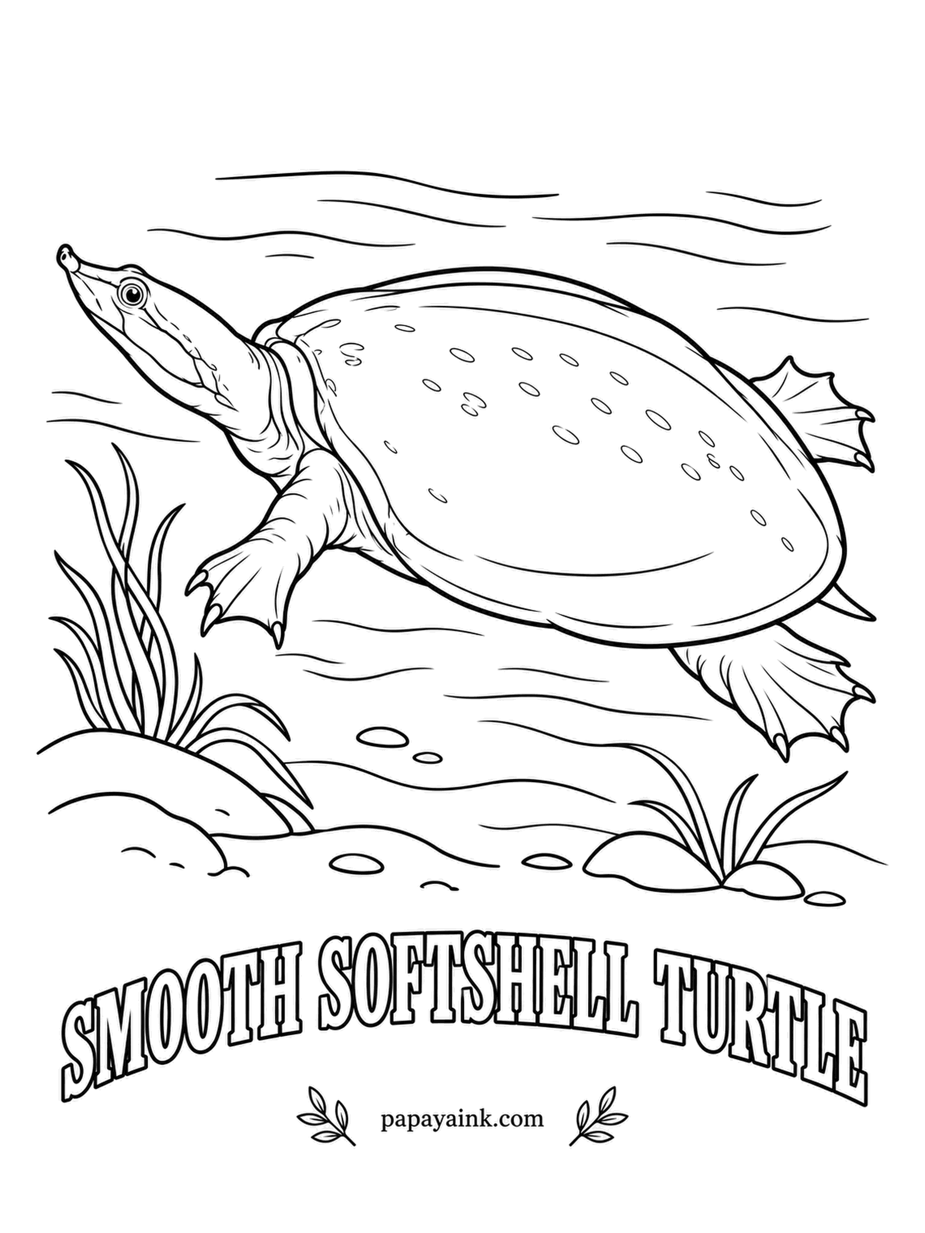 Reptile Coloring Pages - A shell as flat and flexible as a pancake, a snorkel nose and webbed feet make the smooth softshell one of the fastest turtles in North American rivers. It can take in some oxygen through its skin underwater. Sandy gray with a pale rim.